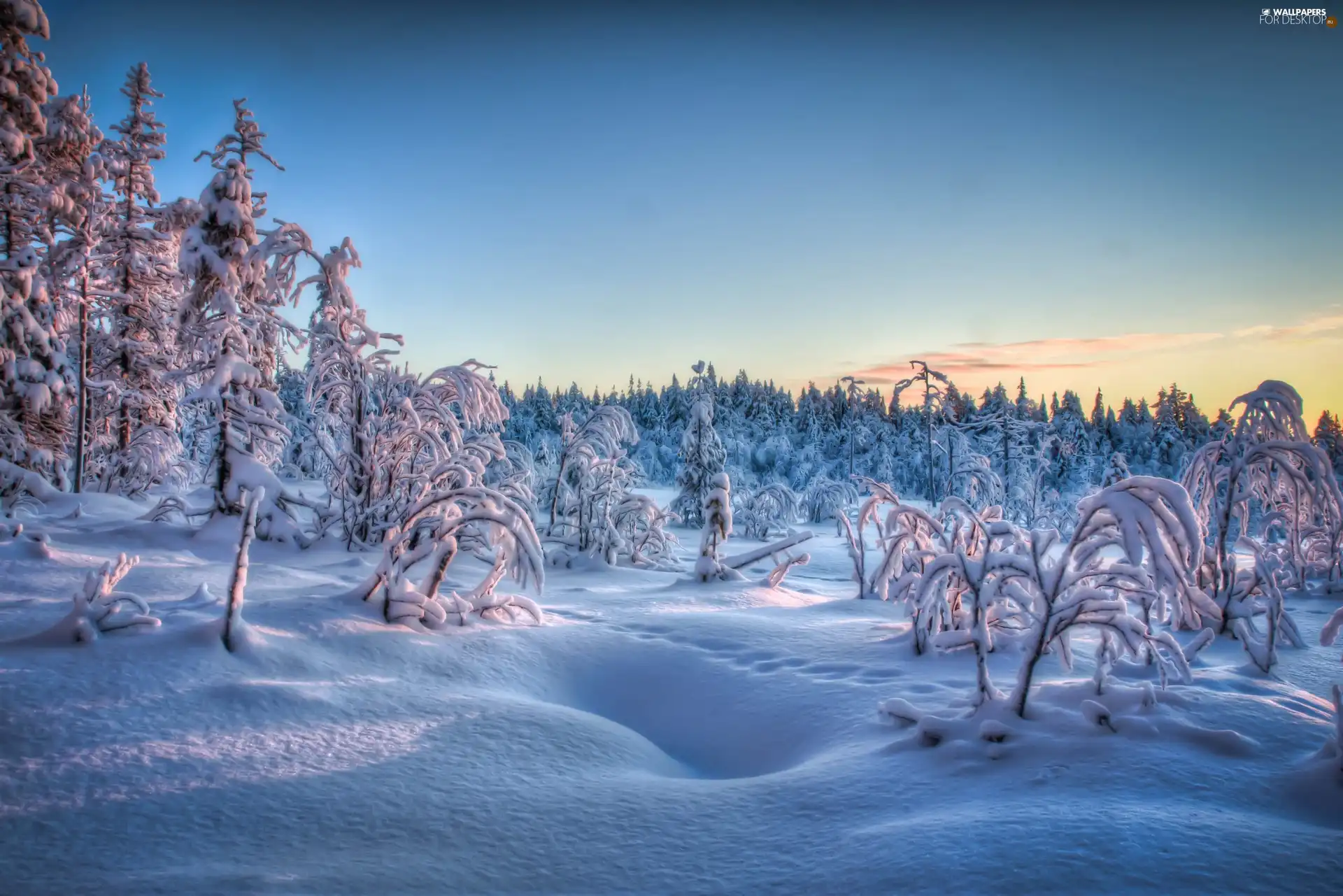 rime, snow, viewes, Bush, trees