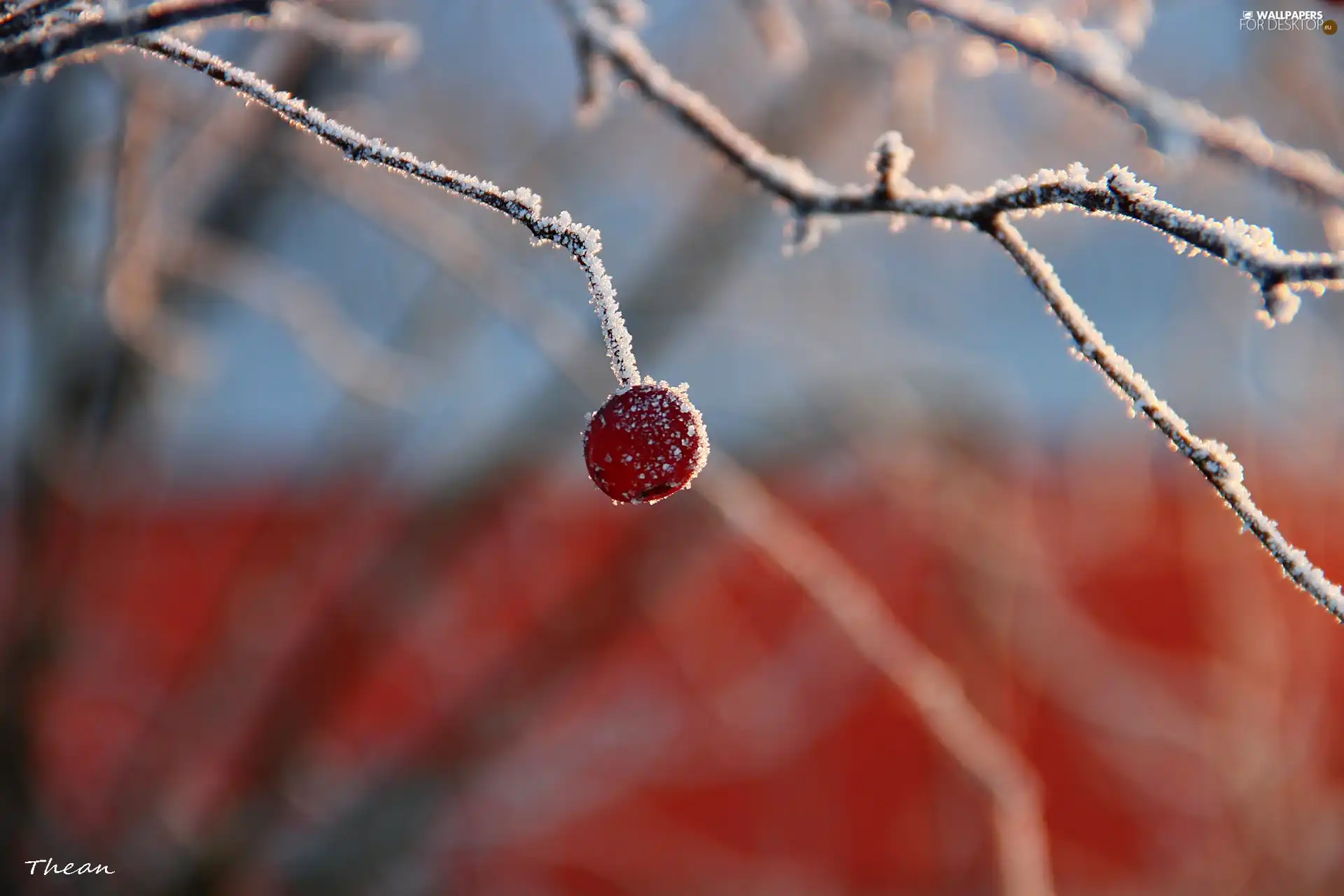 rime, winter, berry, Twigs, red hot