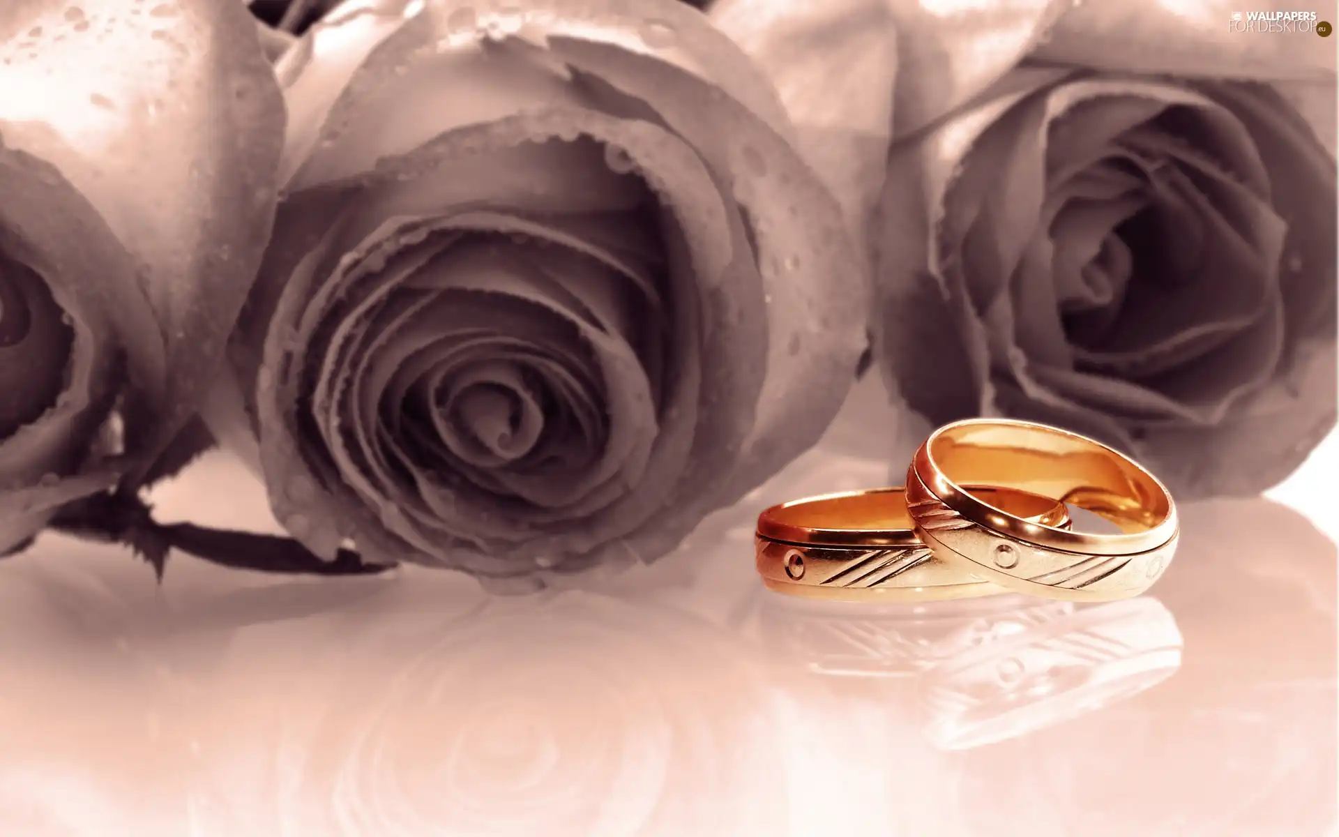 rings, roses, Golden