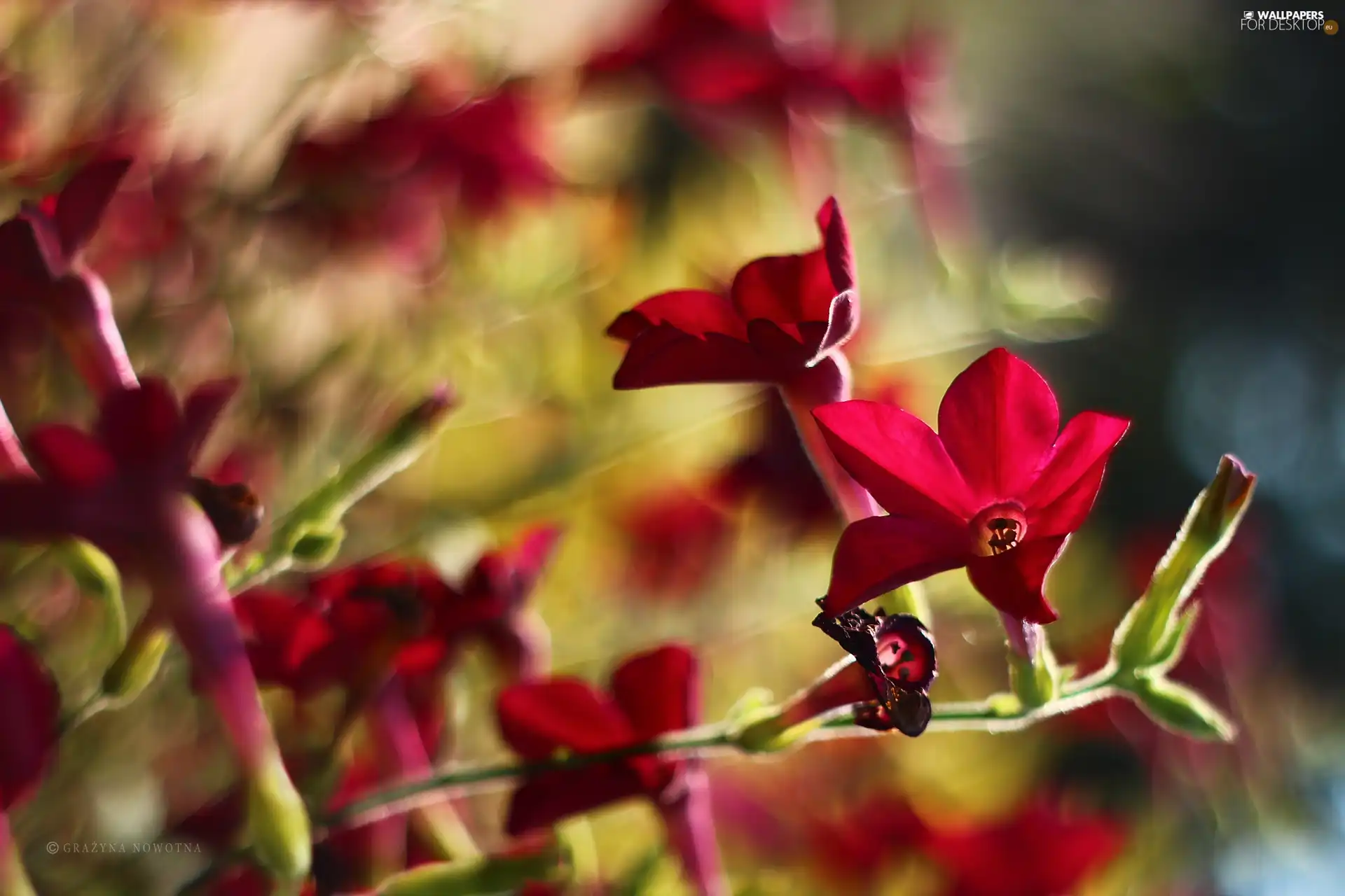 tobacco, Red, Flowers