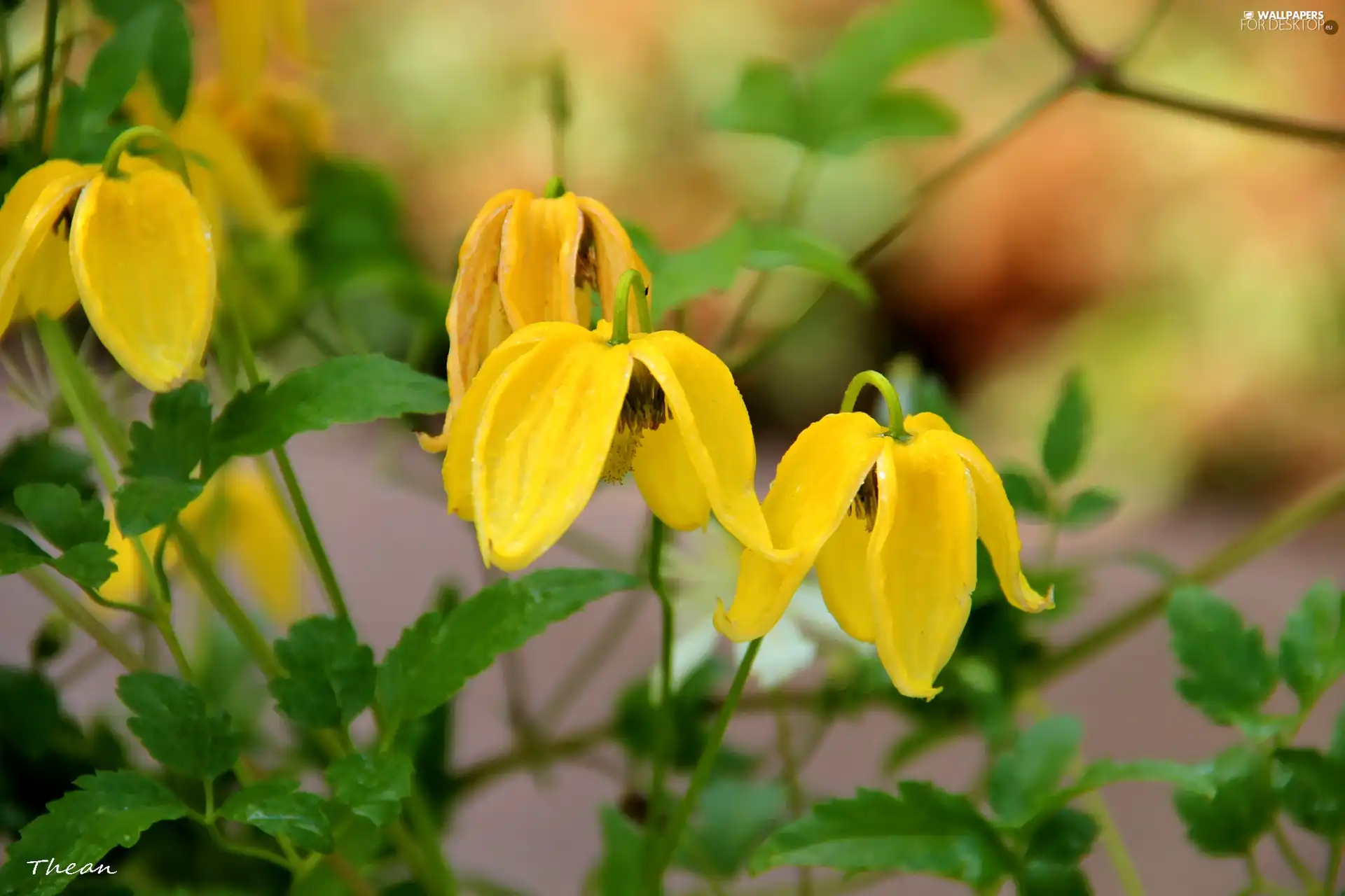 ringtones, Yellow, Flowers