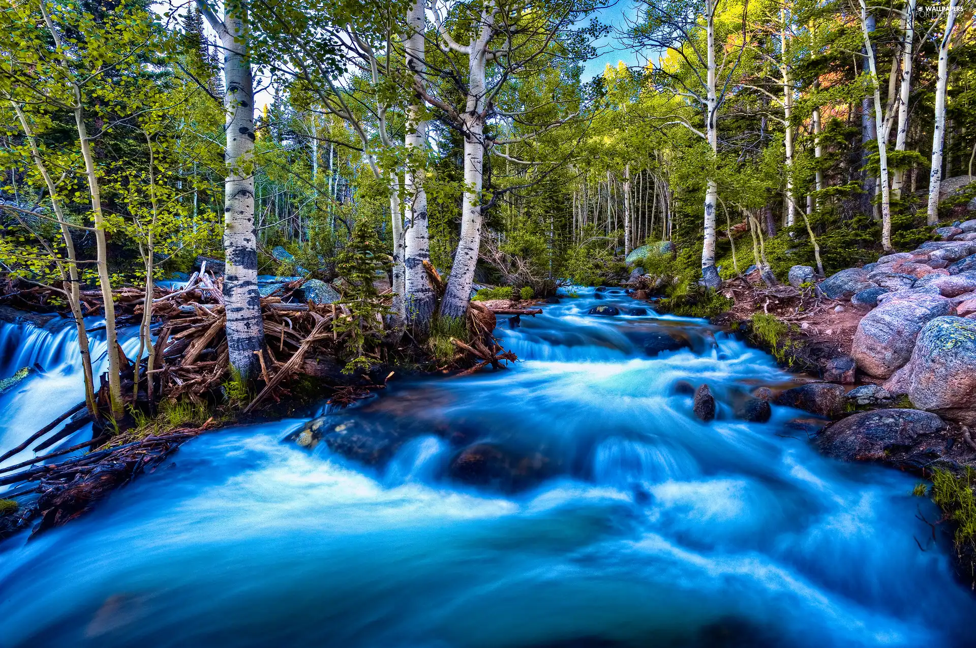 forest, River