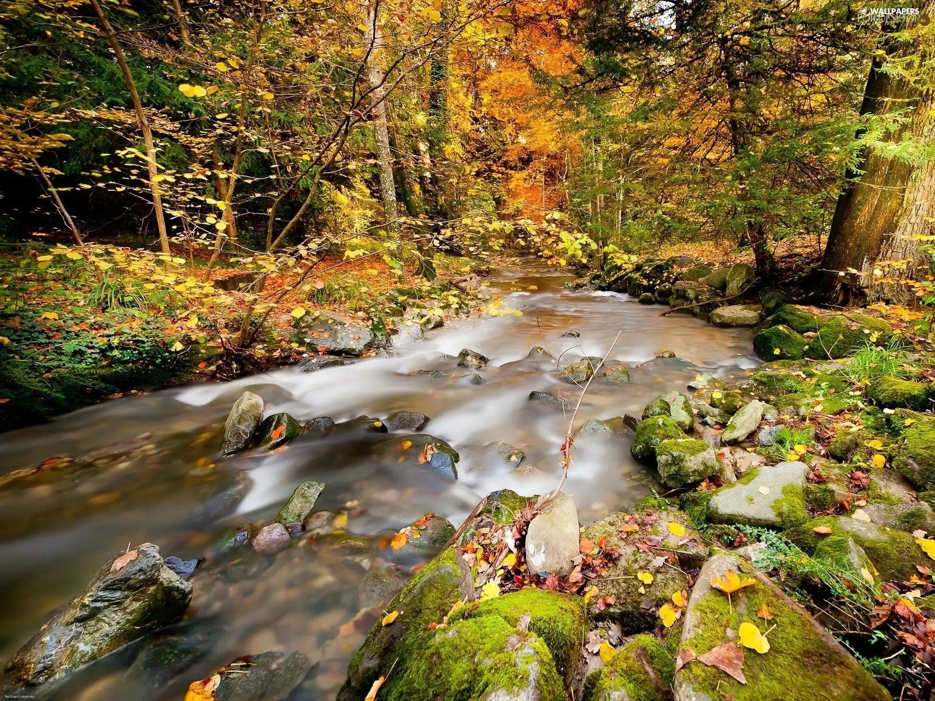 River, autumn, forest
