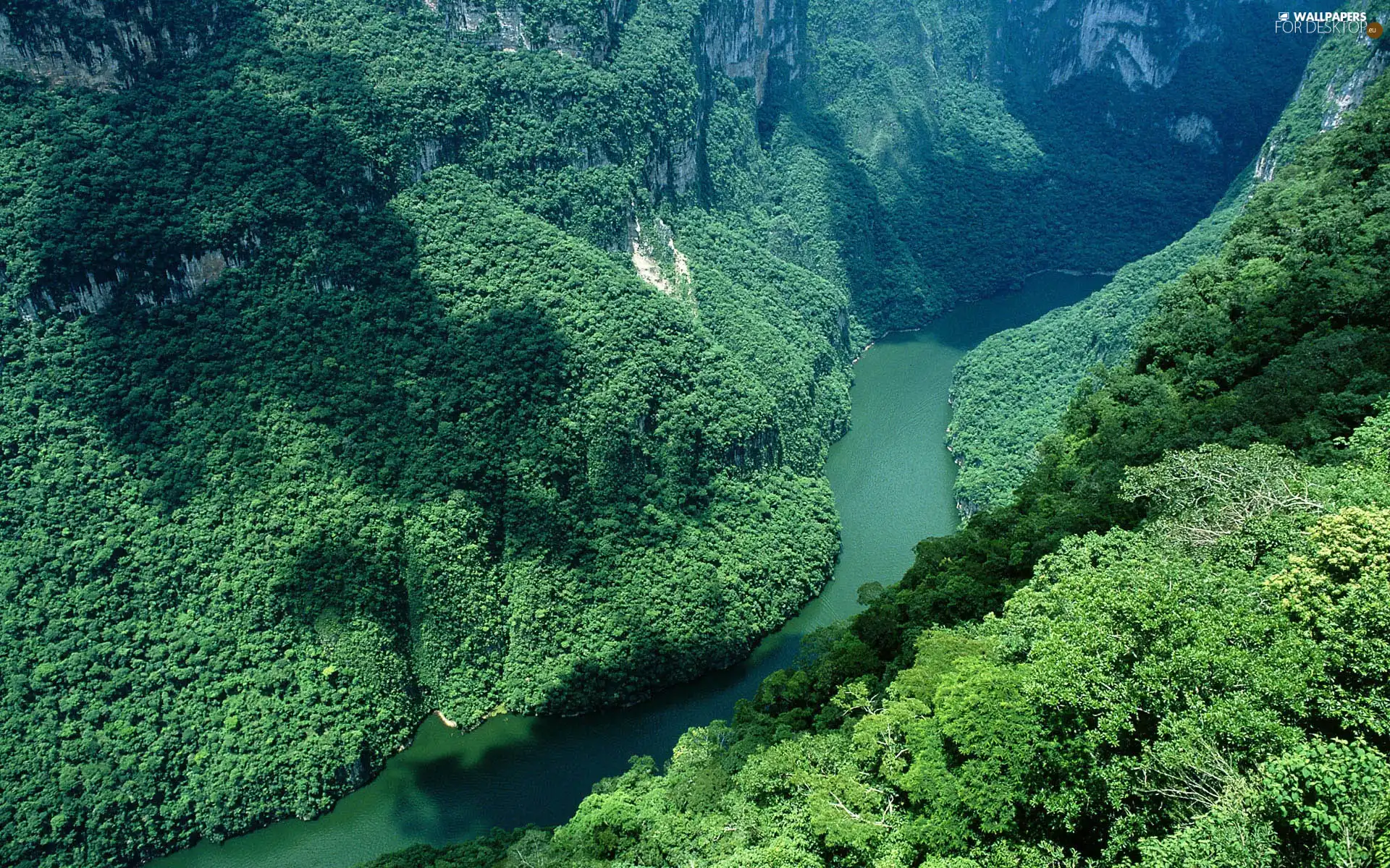 River, forest, green