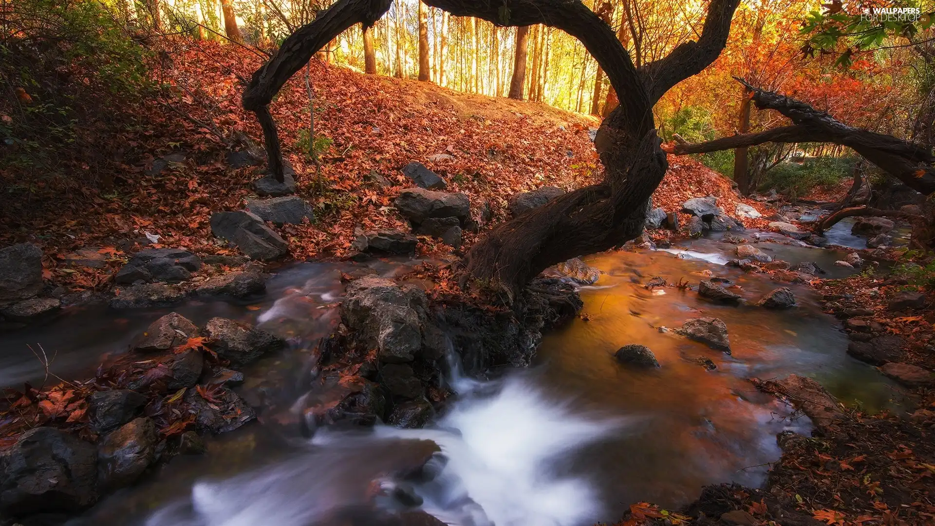 River, Leaf, trees, viewes, forest