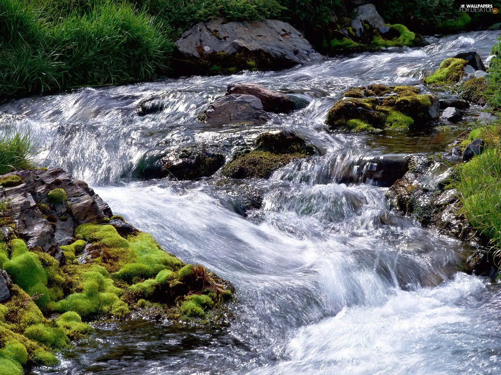 Moss, River