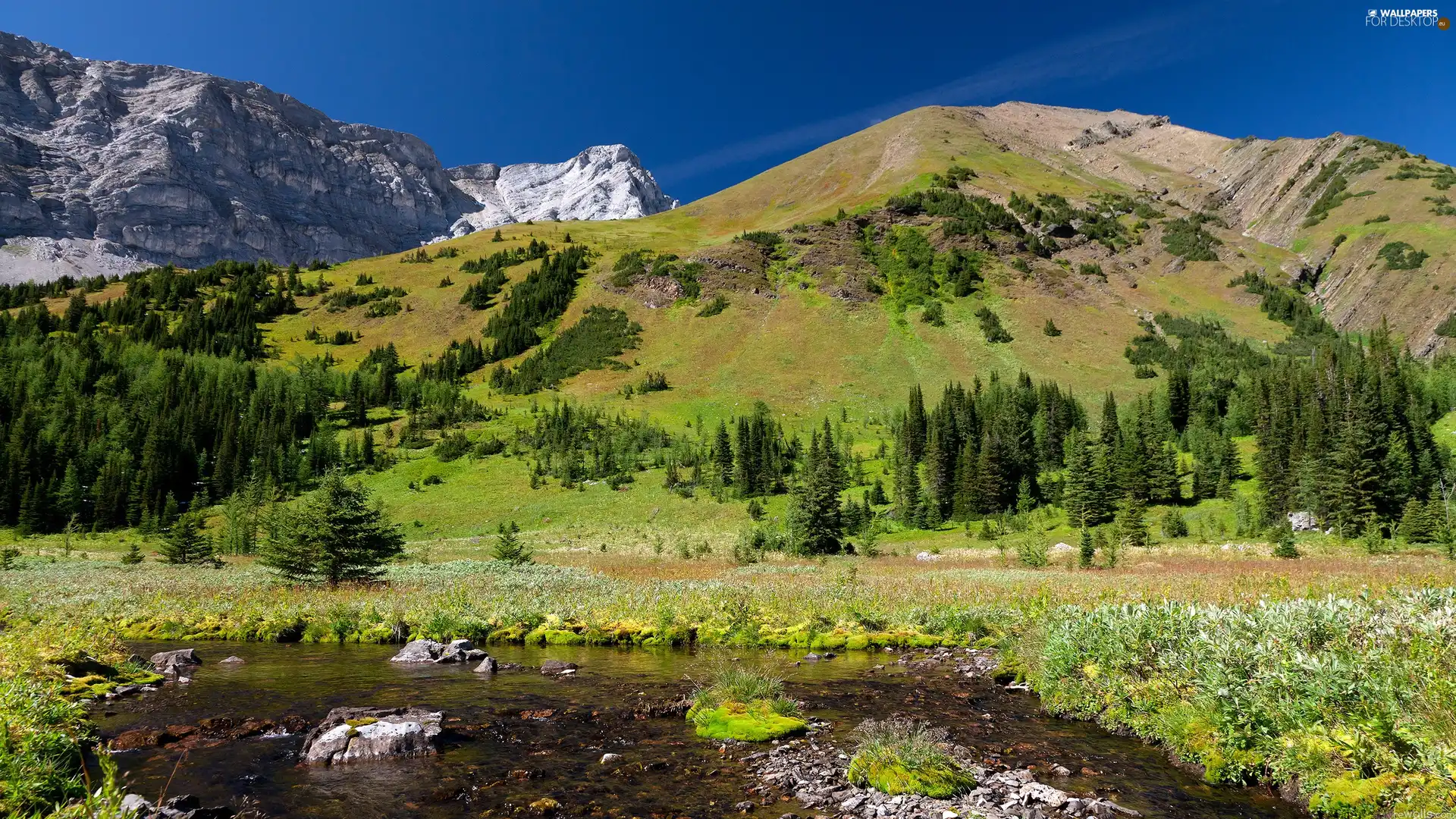 Mountains, forest, River, Meadow