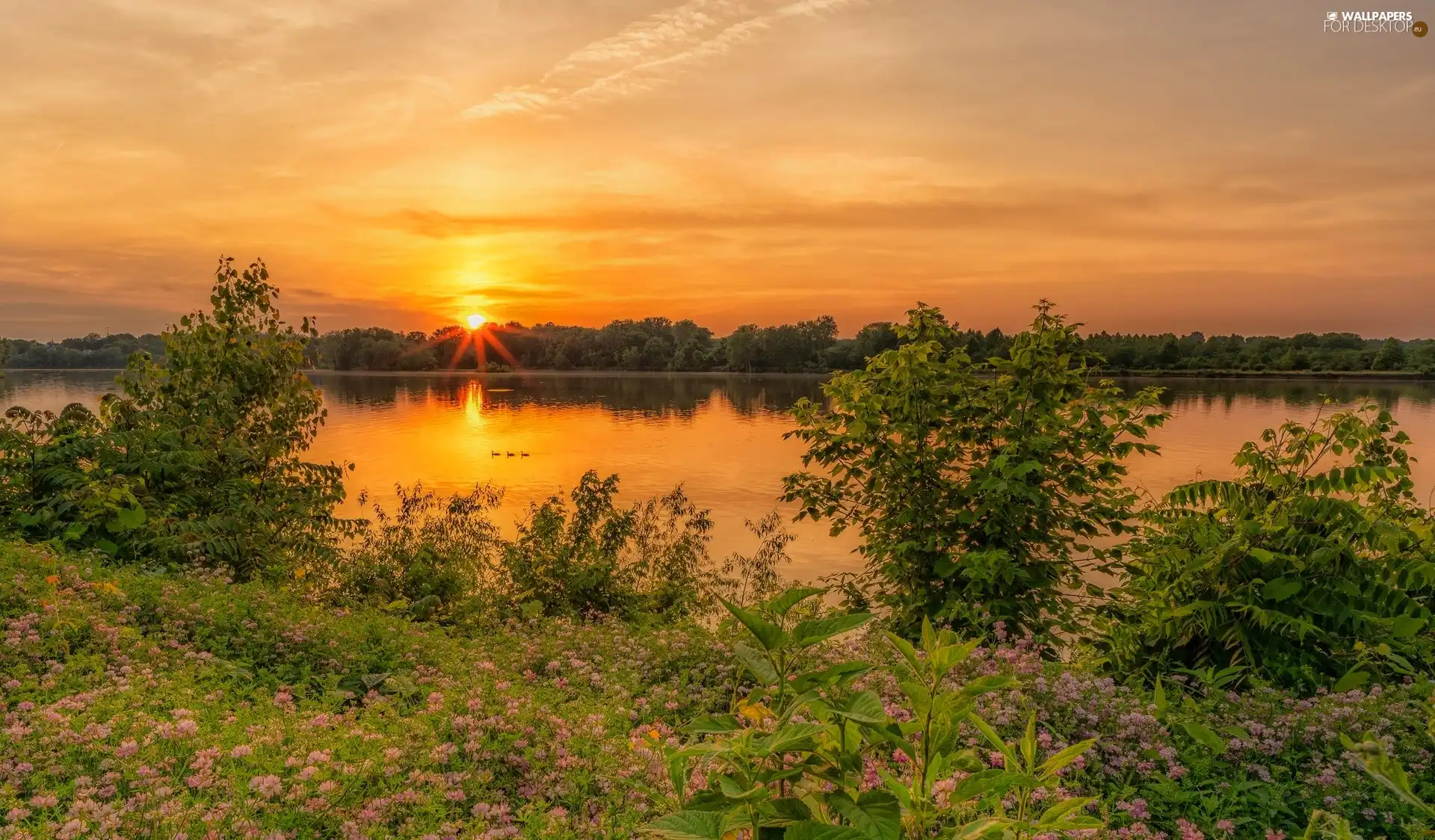 ducks, rays of the Sun, Flowers, VEGETATION, River