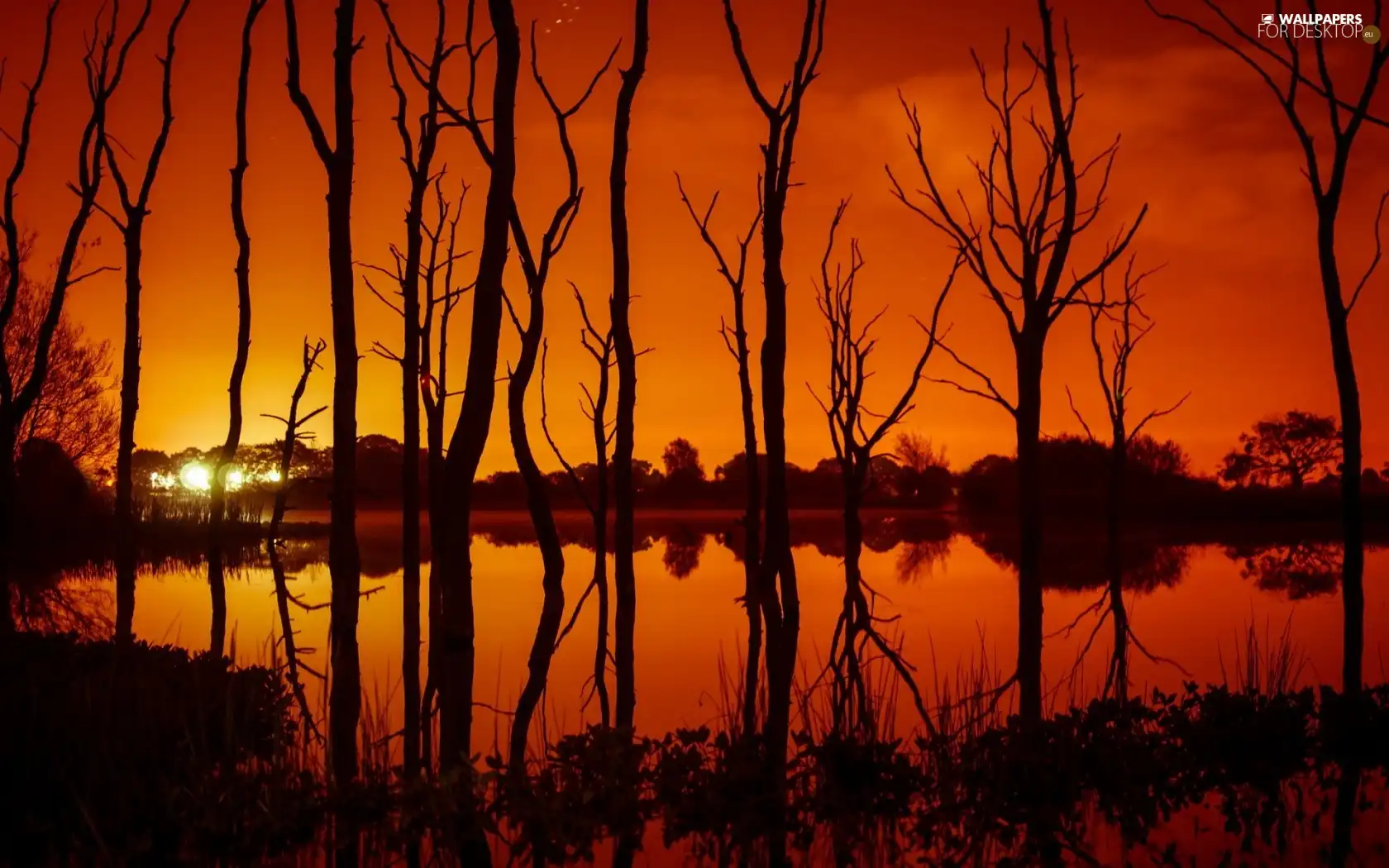 trees, west, River, reflection, viewes, sun