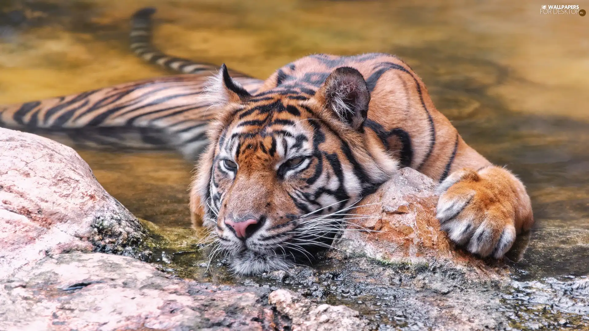 River, tiger, rocks