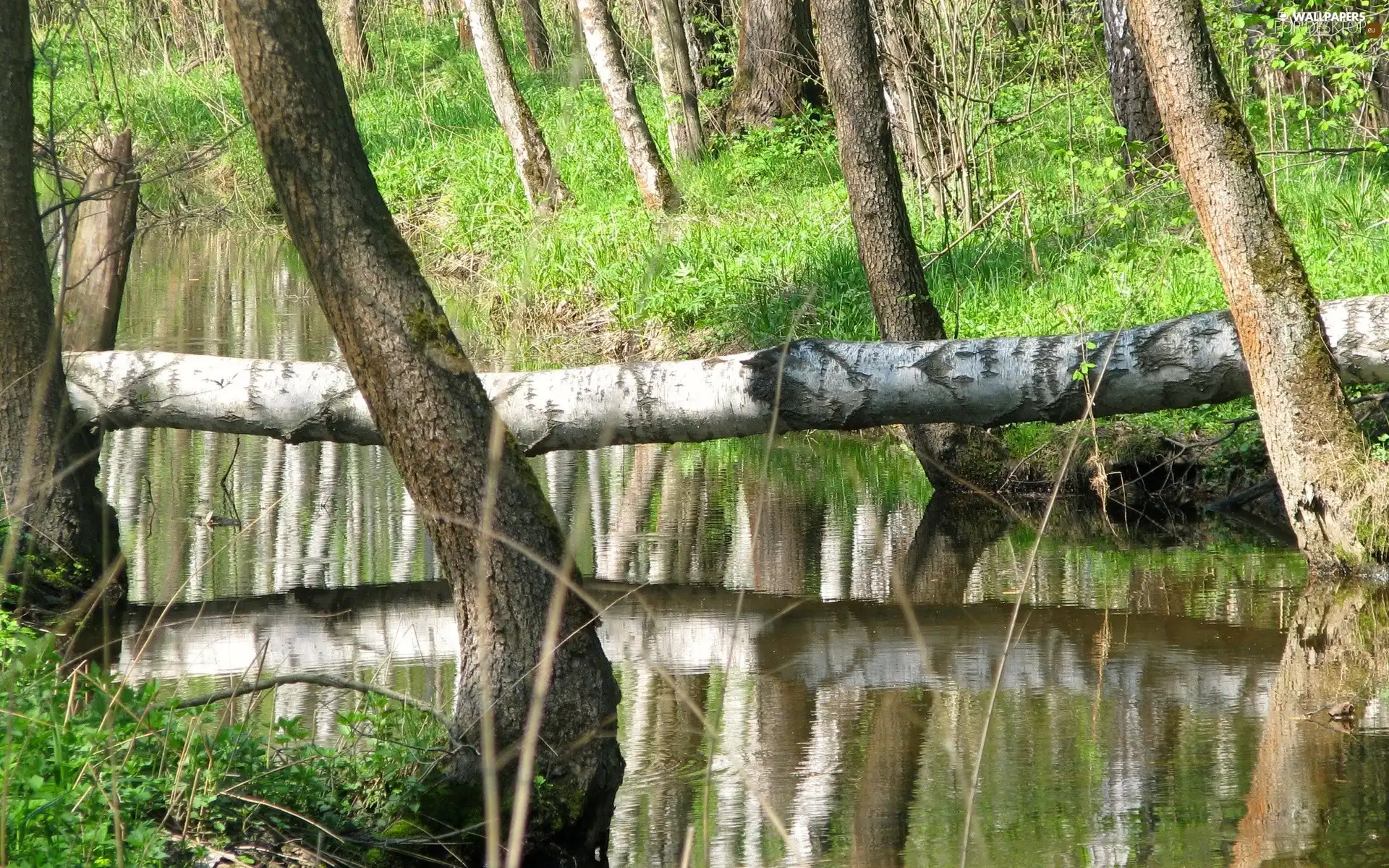 trees, grass, River, viewes