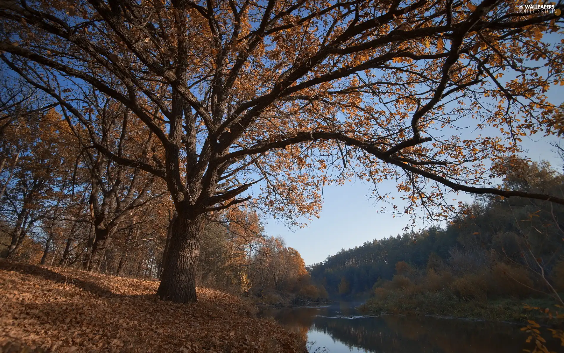 fallen, trees, autumn, River, Leaf, viewes
