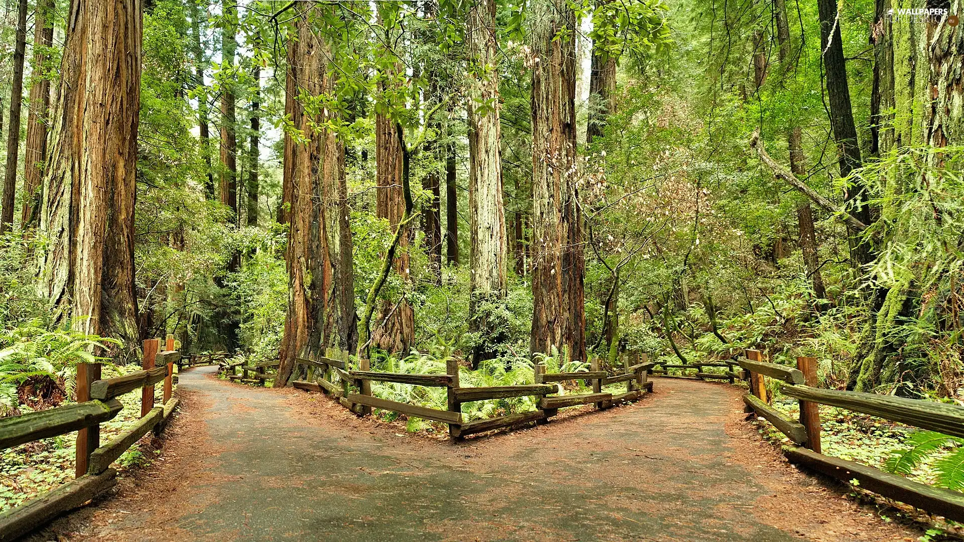 forest, road, fence, bifurcation of the roads