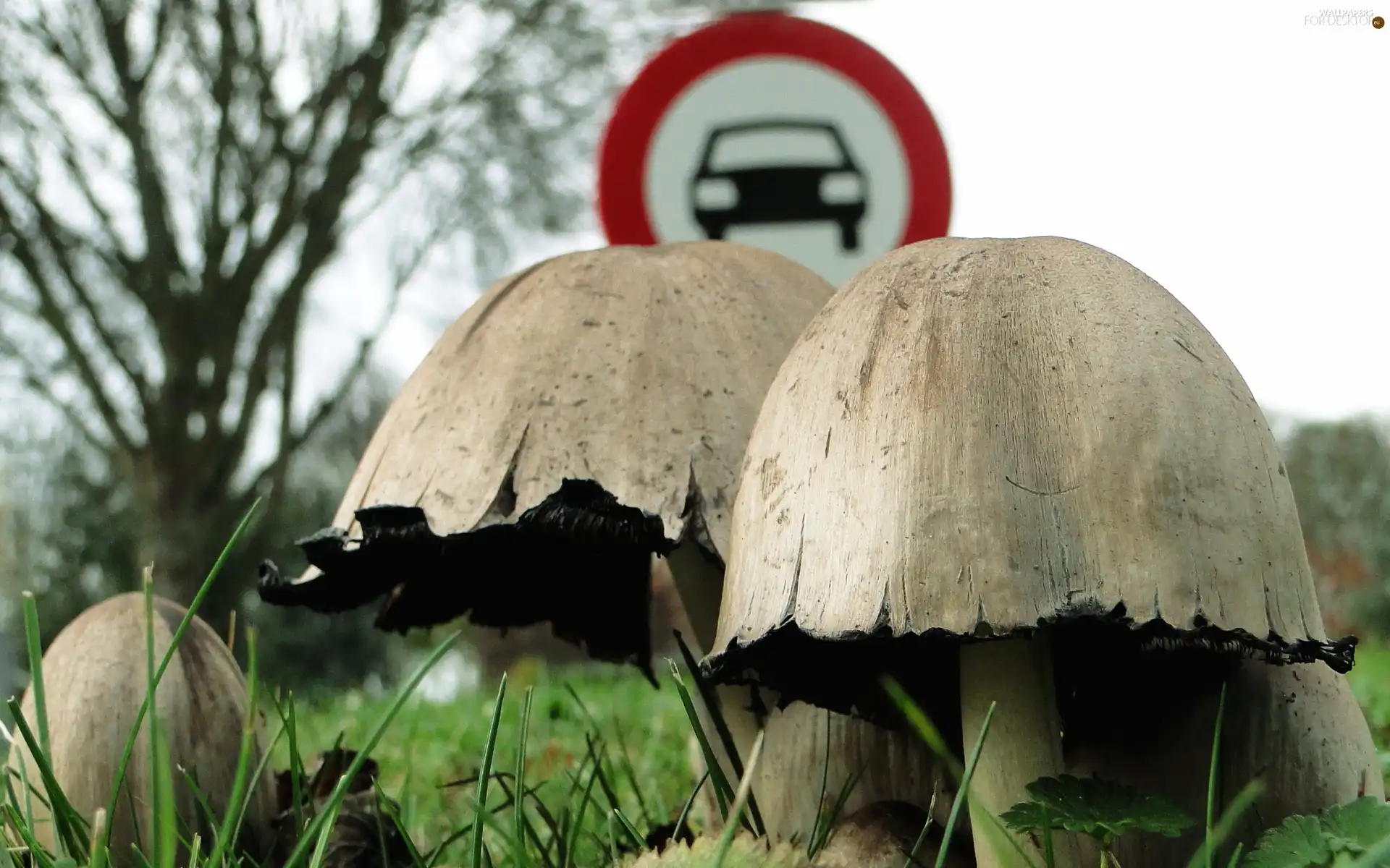 road, Cana, Sign