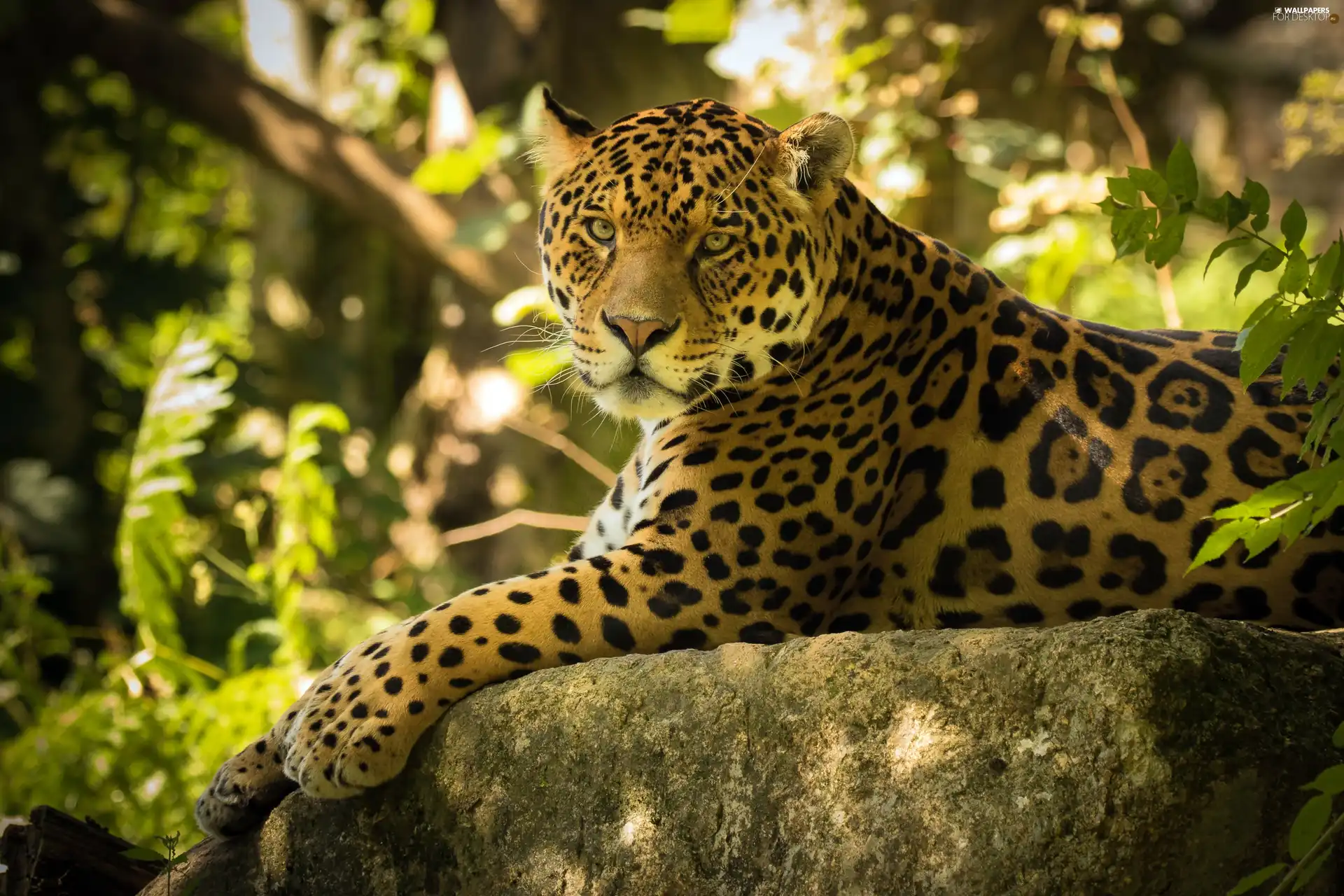 Jaguar, Rocks
