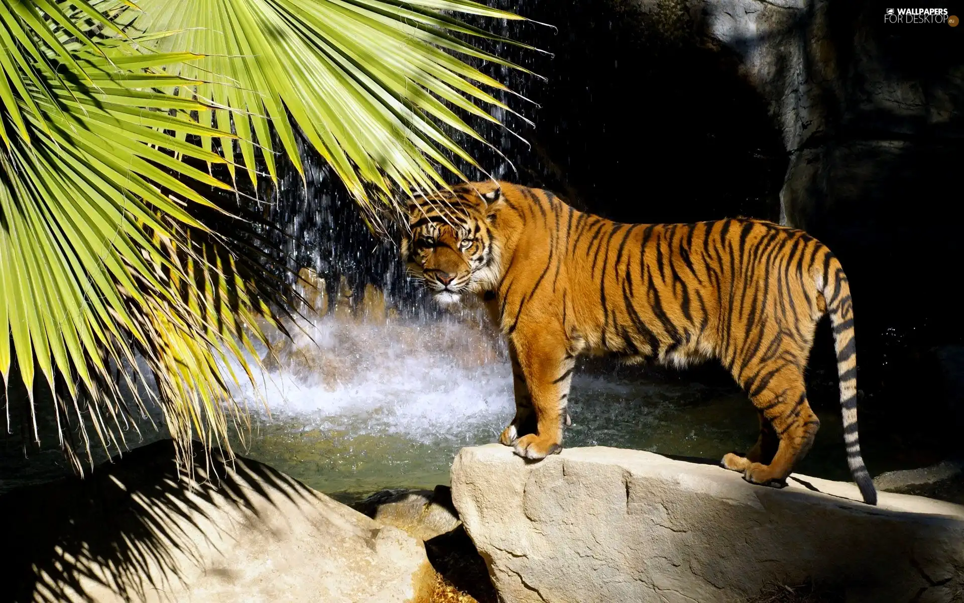 Rocks, tiger, Leaf