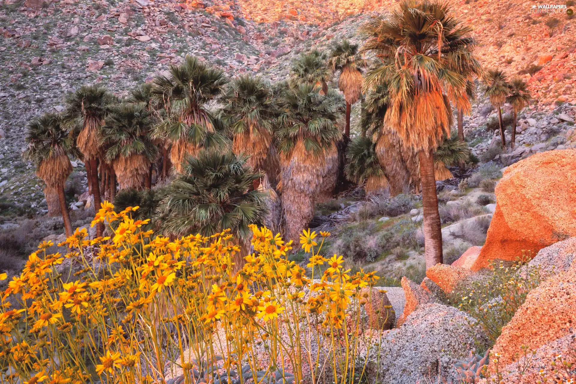 rocks, Palms, oasis