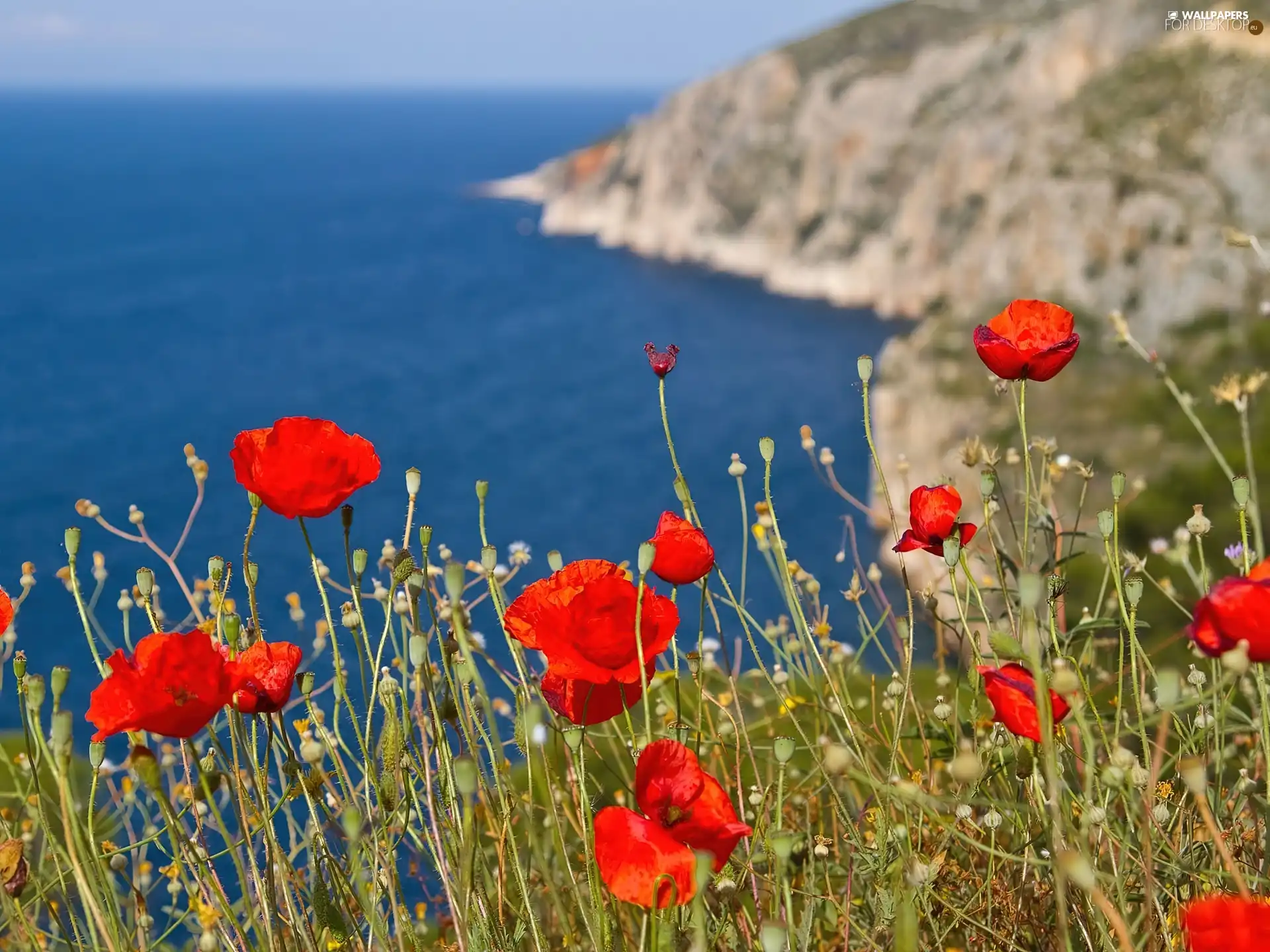 Red, sea, rocks, papavers