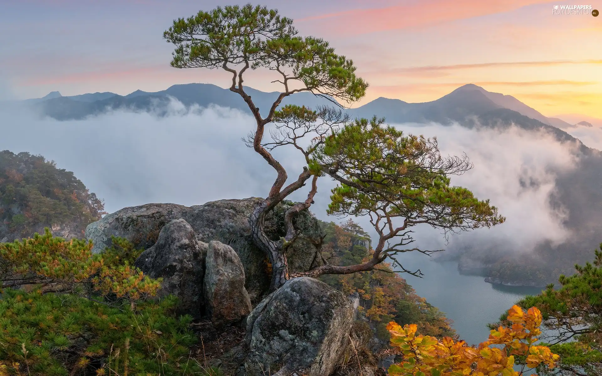 Fog, Mountains, pine, rocks, clouds, River