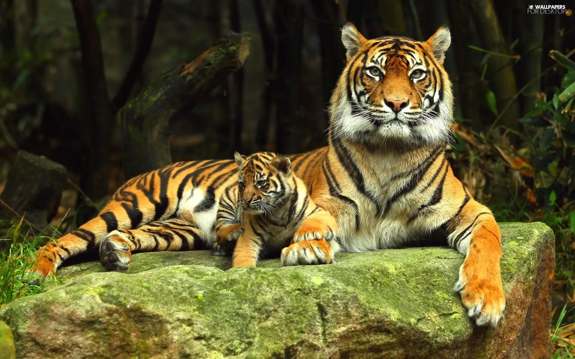 tigress, Rocks