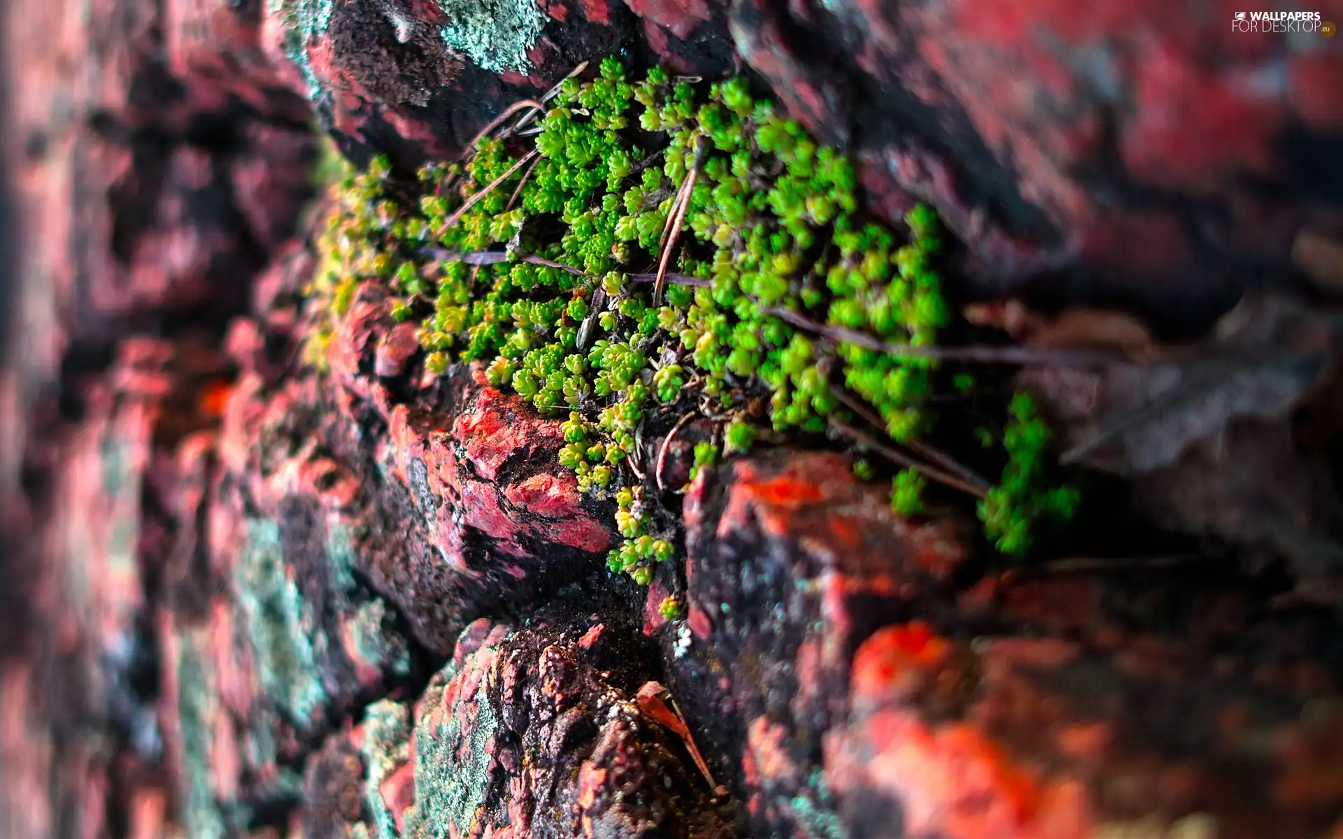 rocky, Rocks, Sempervivum