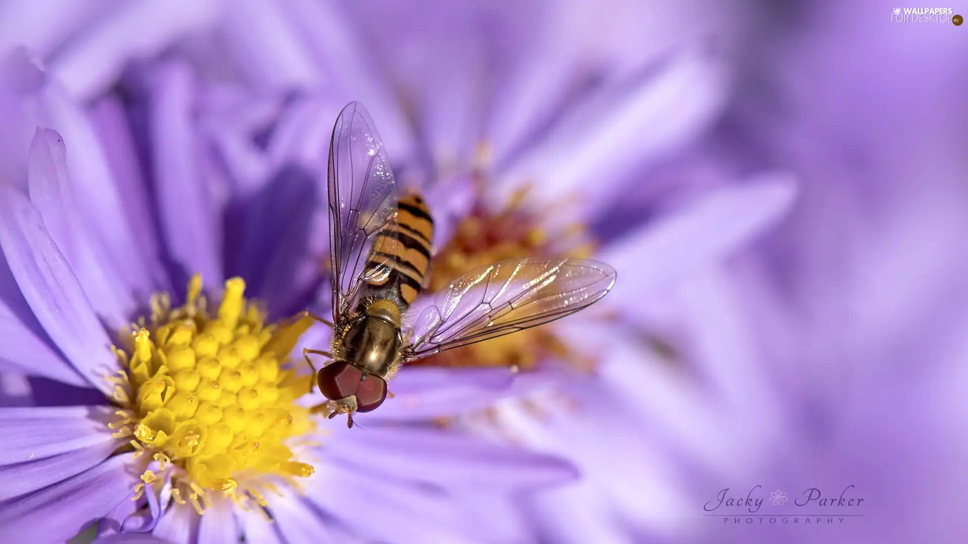rods, Colourfull Flowers, Marmalade Hoverfly, Yellow, Violet, Insect, Close