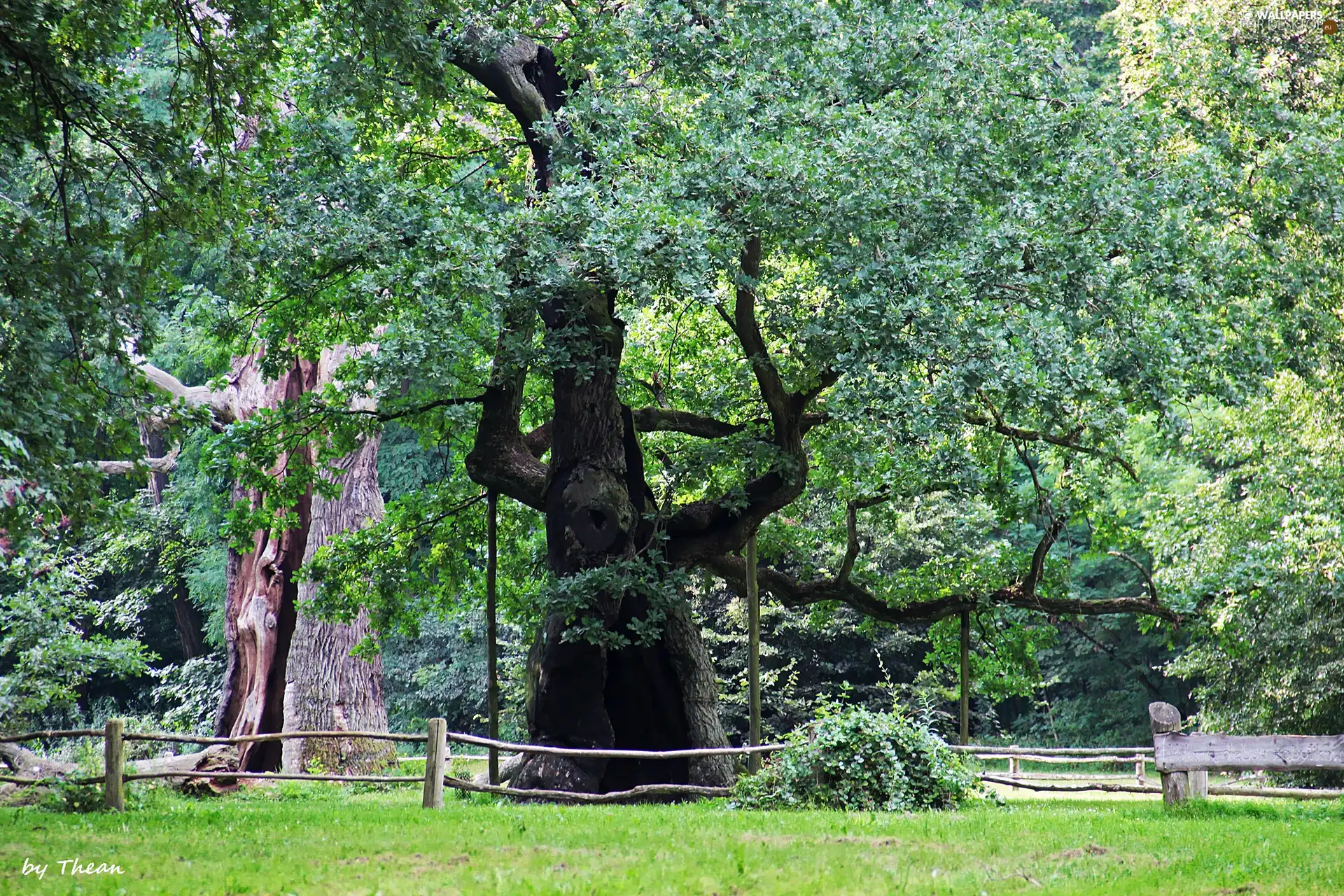 Rogalin, old, oaks