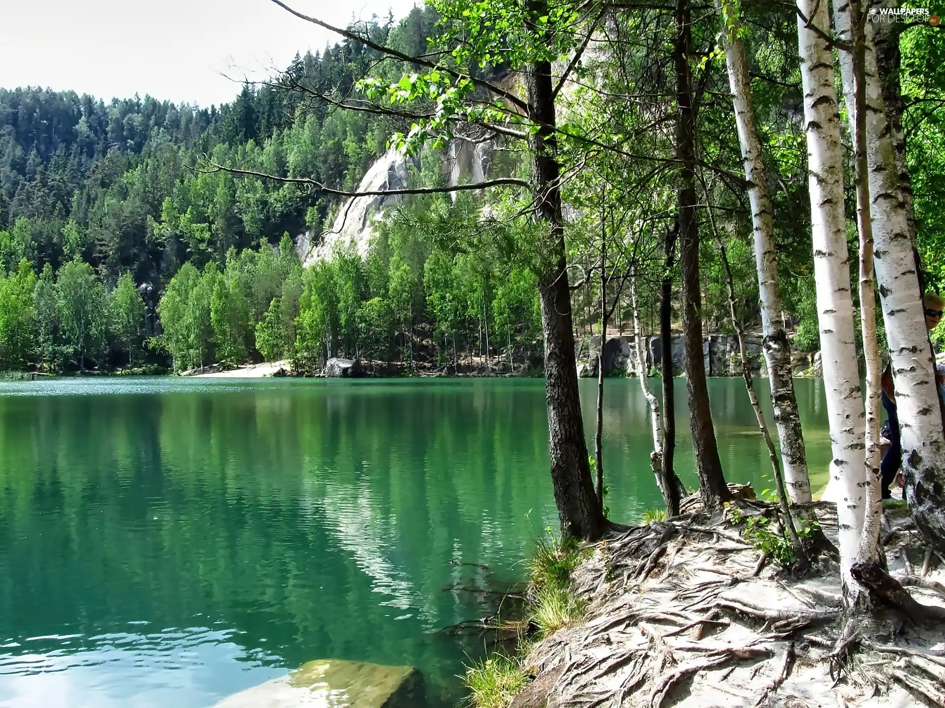 roots, reflection, viewes, birch, trees