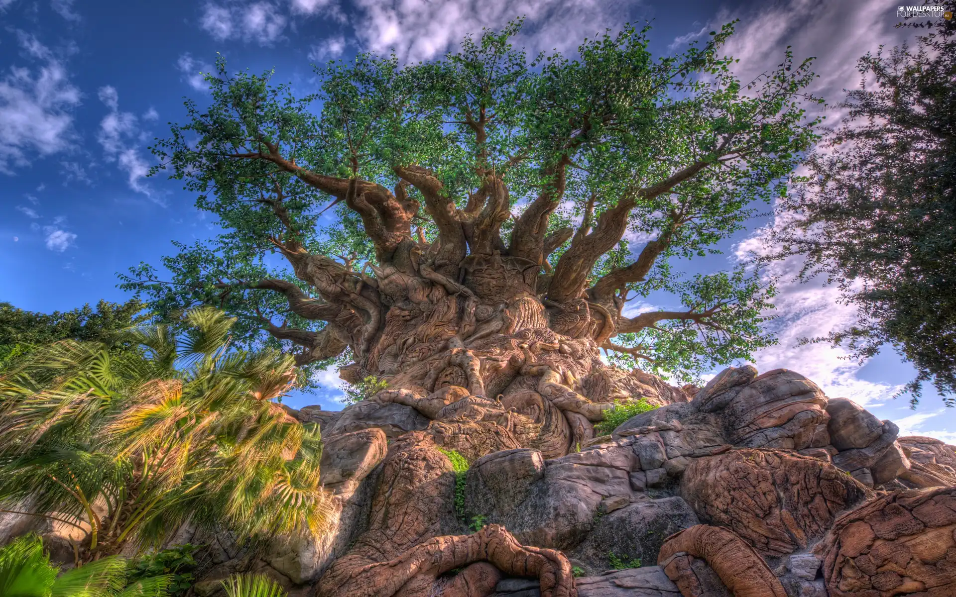 roots, Big, trees