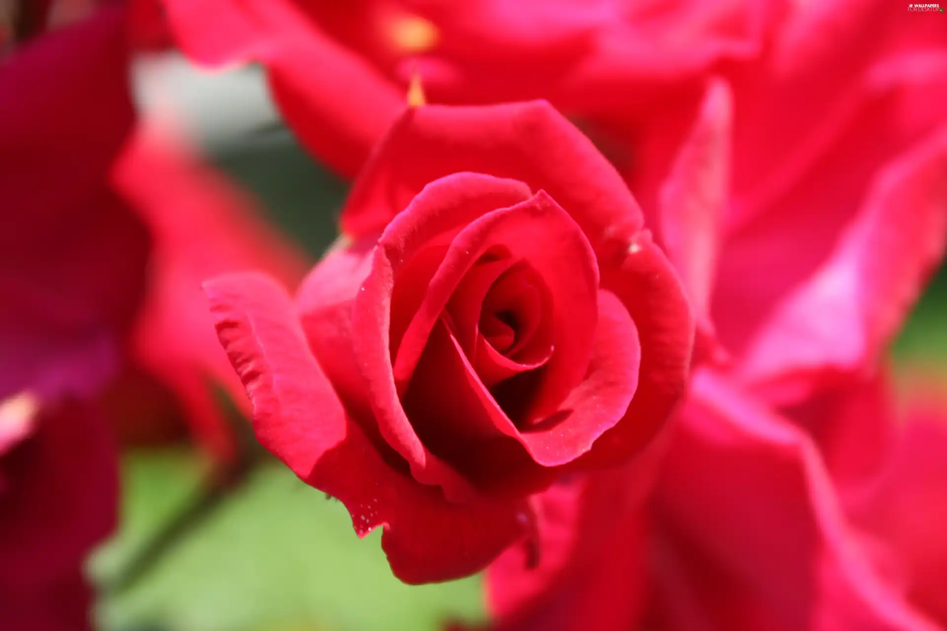 rose