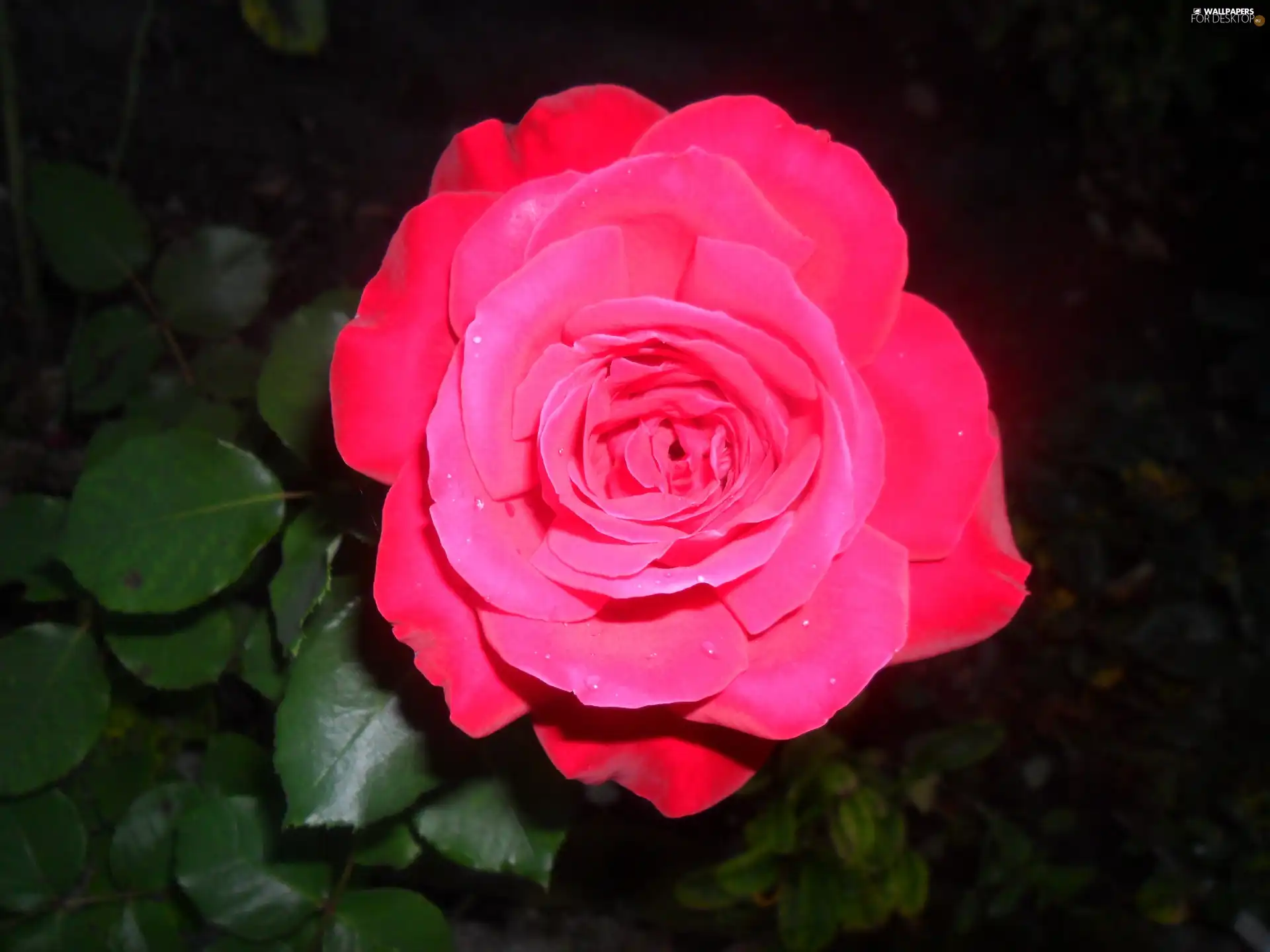 Beauty, rose - For desktop wallpapers: 2560x1920