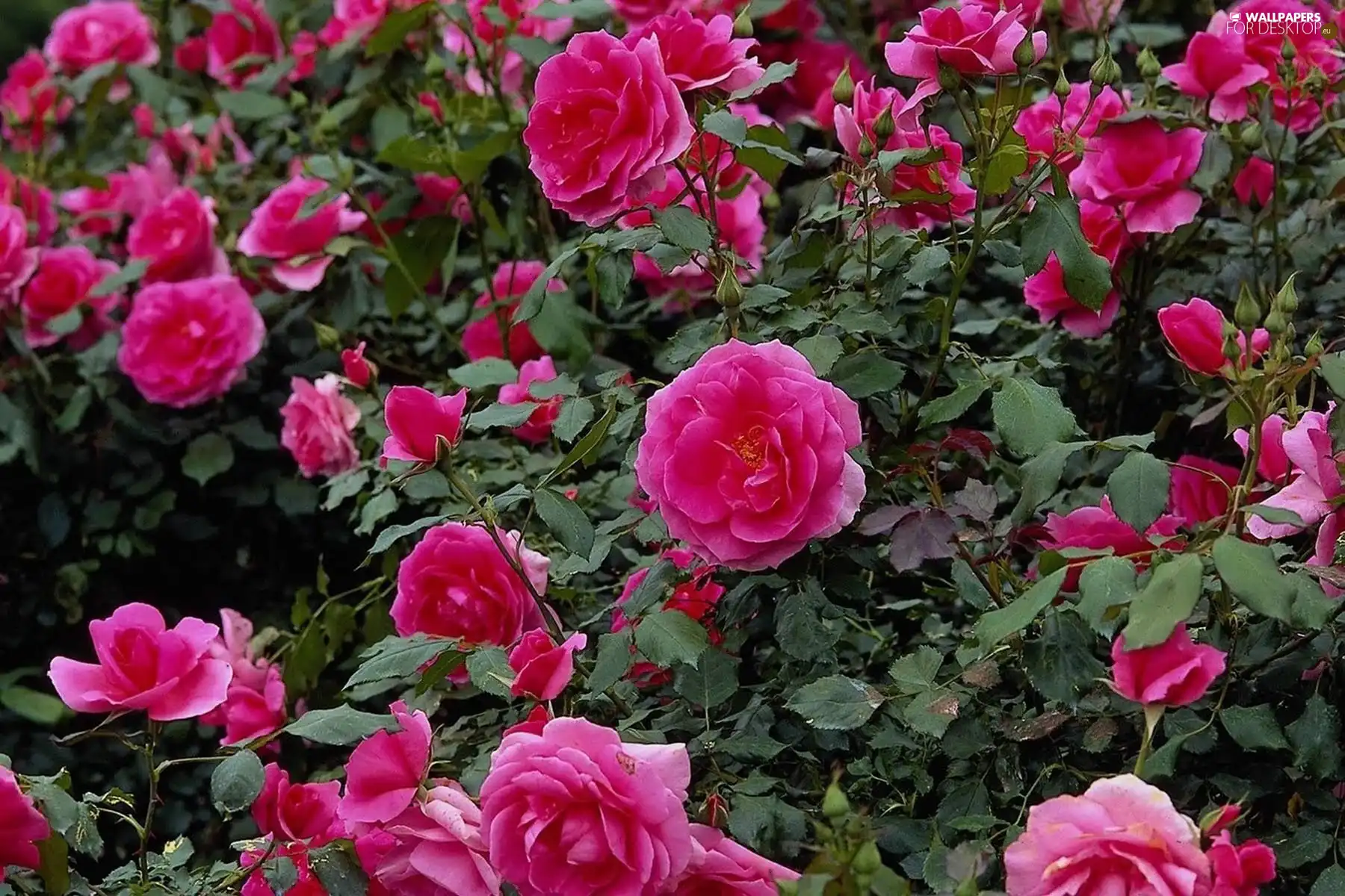 bush, rose