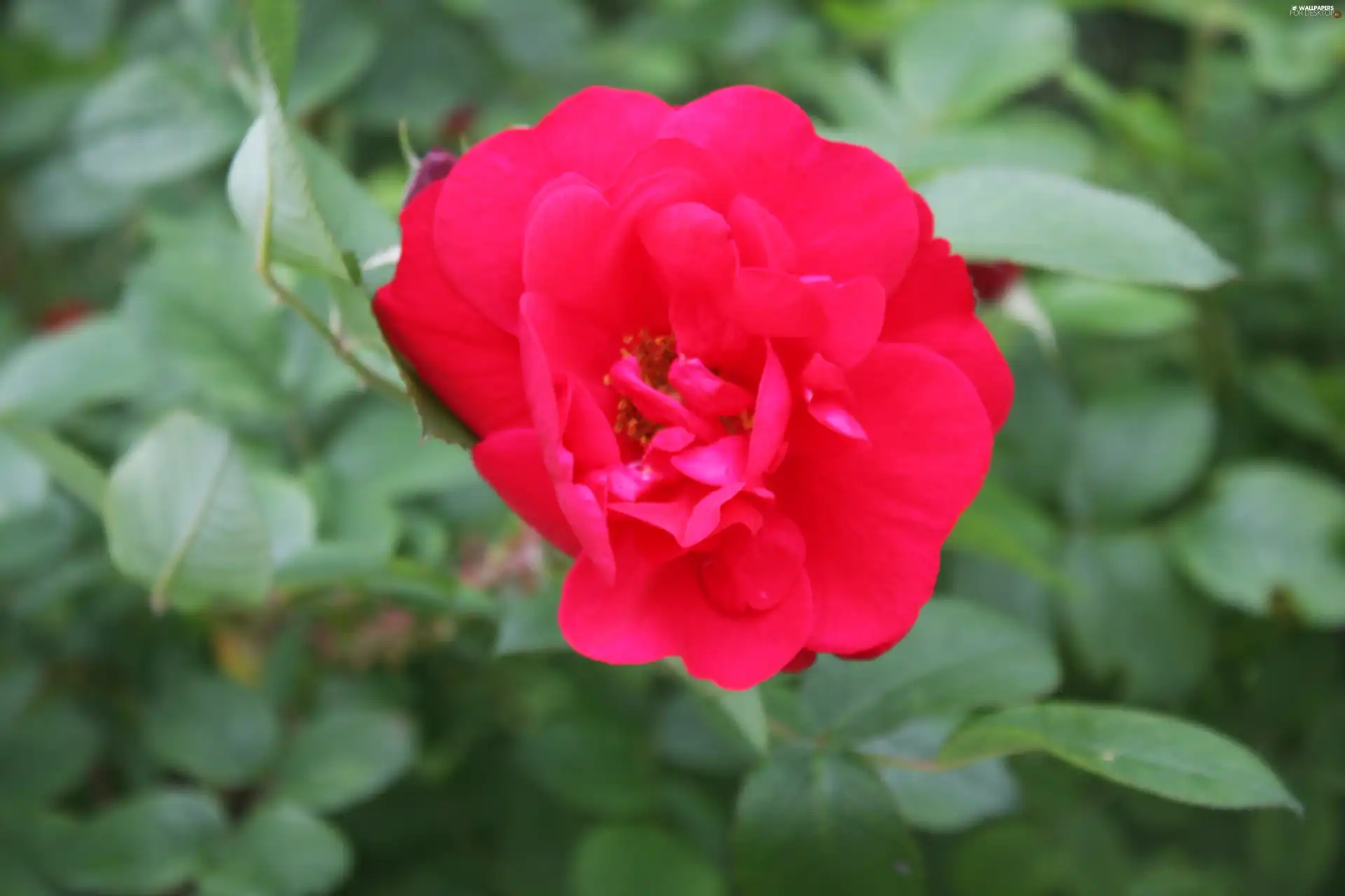 Leaf, Colourfull Flowers, rose