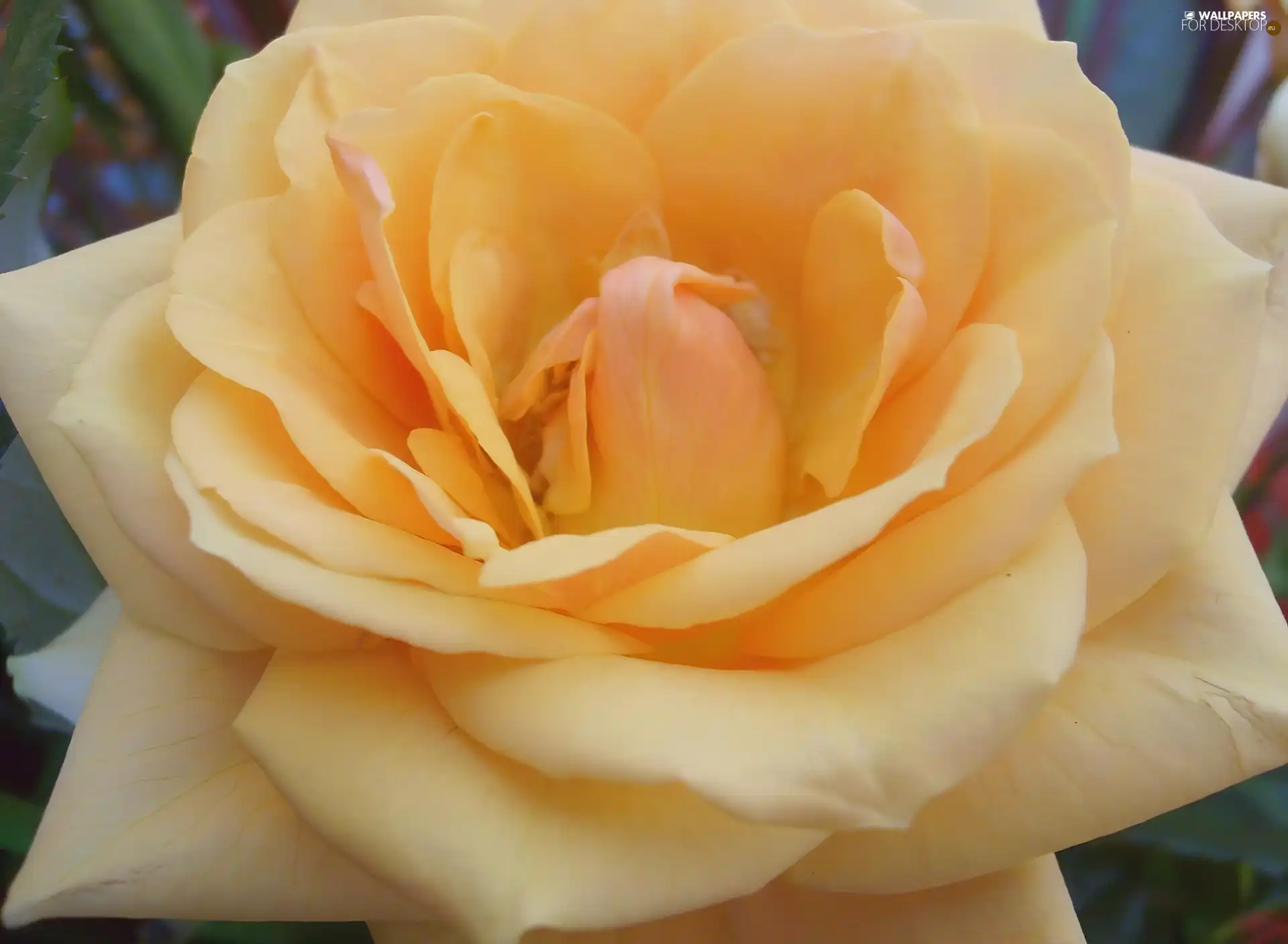 rose, developed, cream