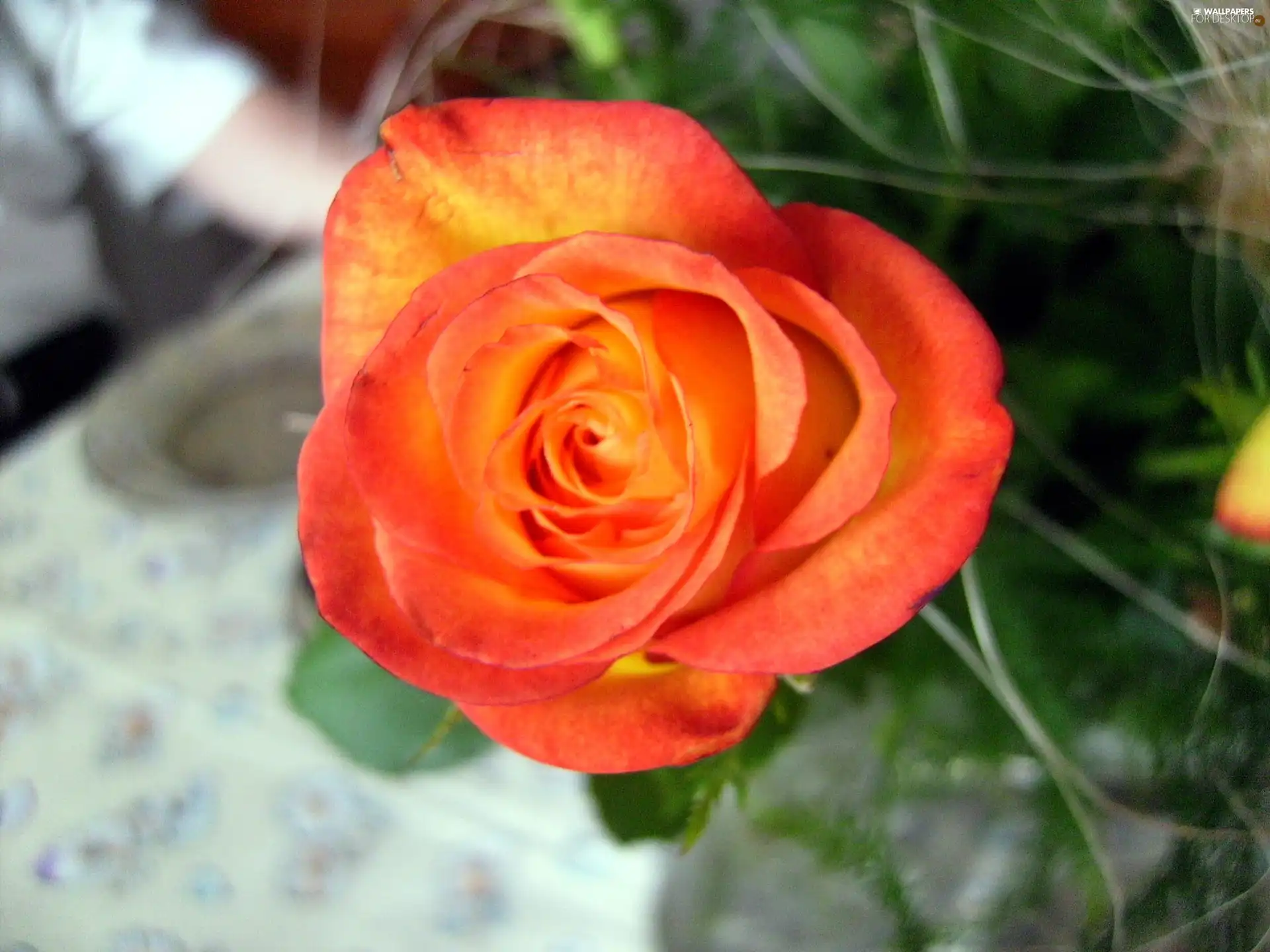 Colourfull Flowers, tea, rose