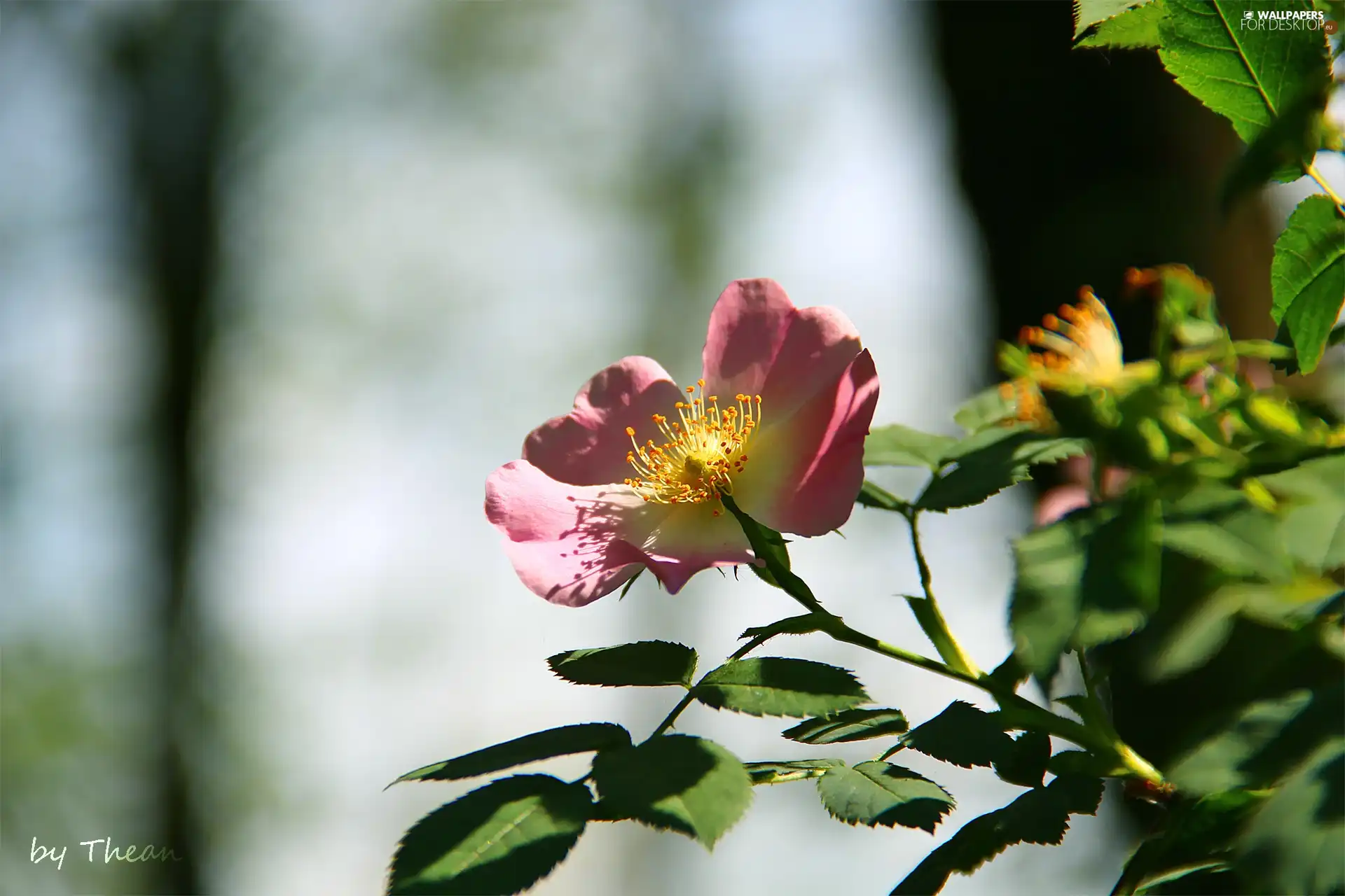 Colourfull Flowers, Wild, rose