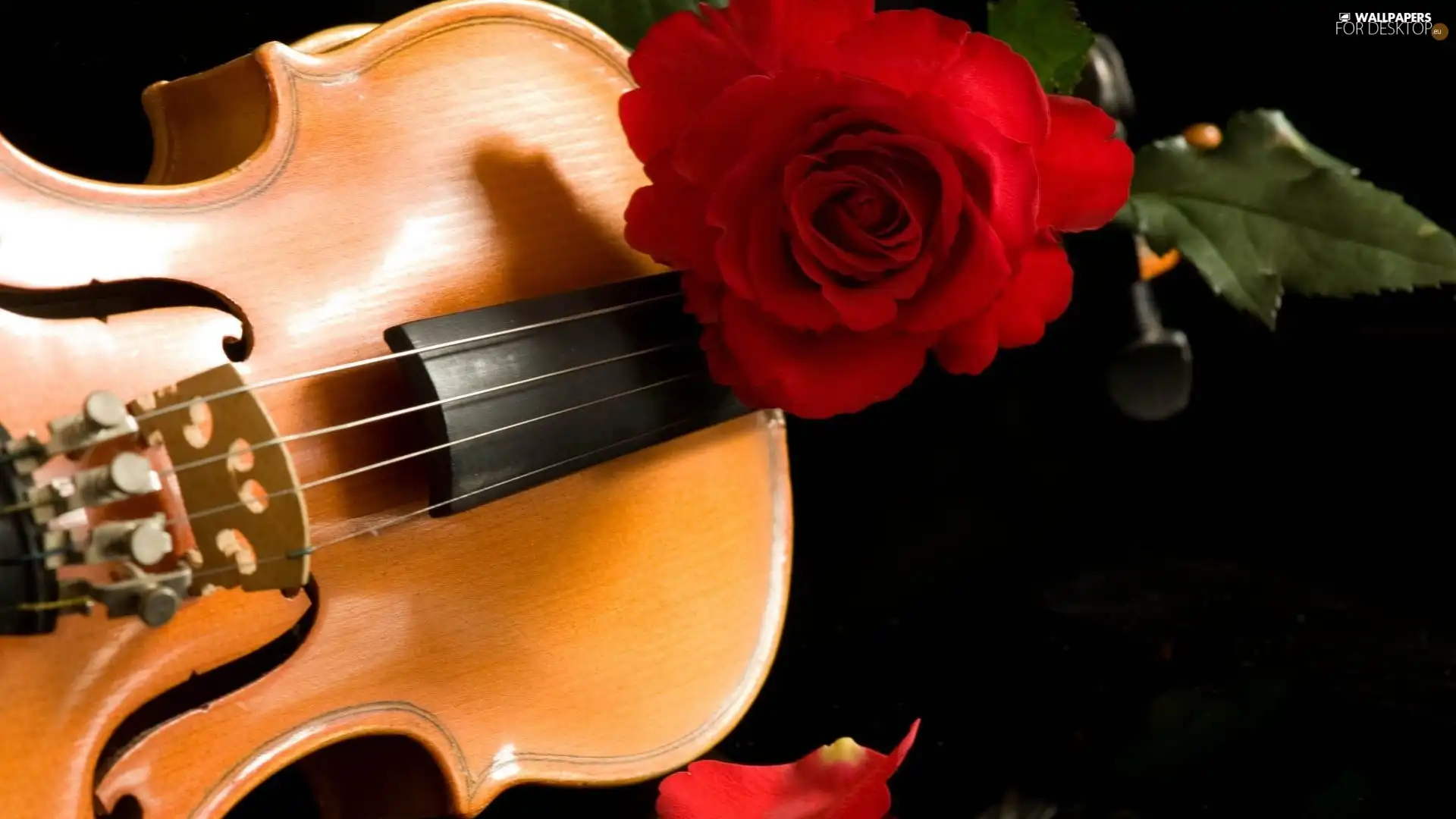 instrument, red hot, rose, musical