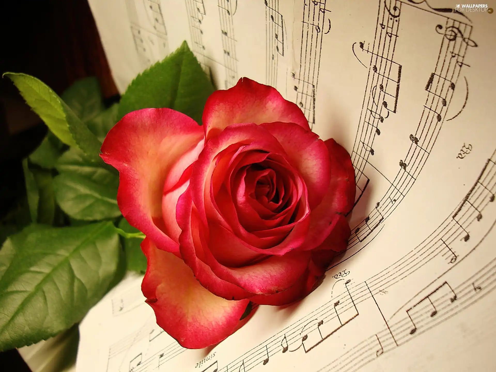 music, rose