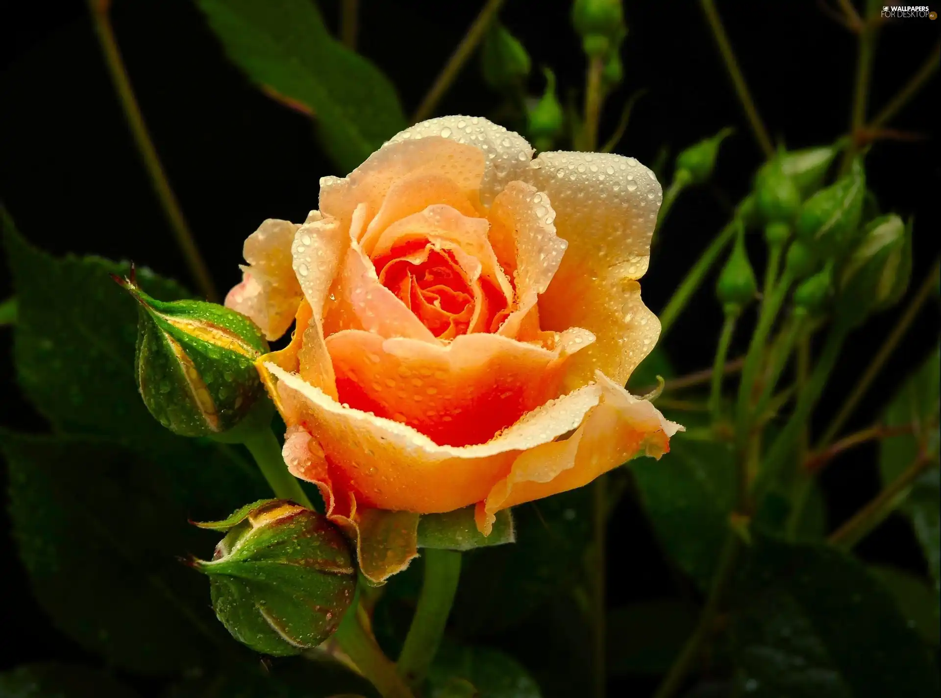 Orange, rose