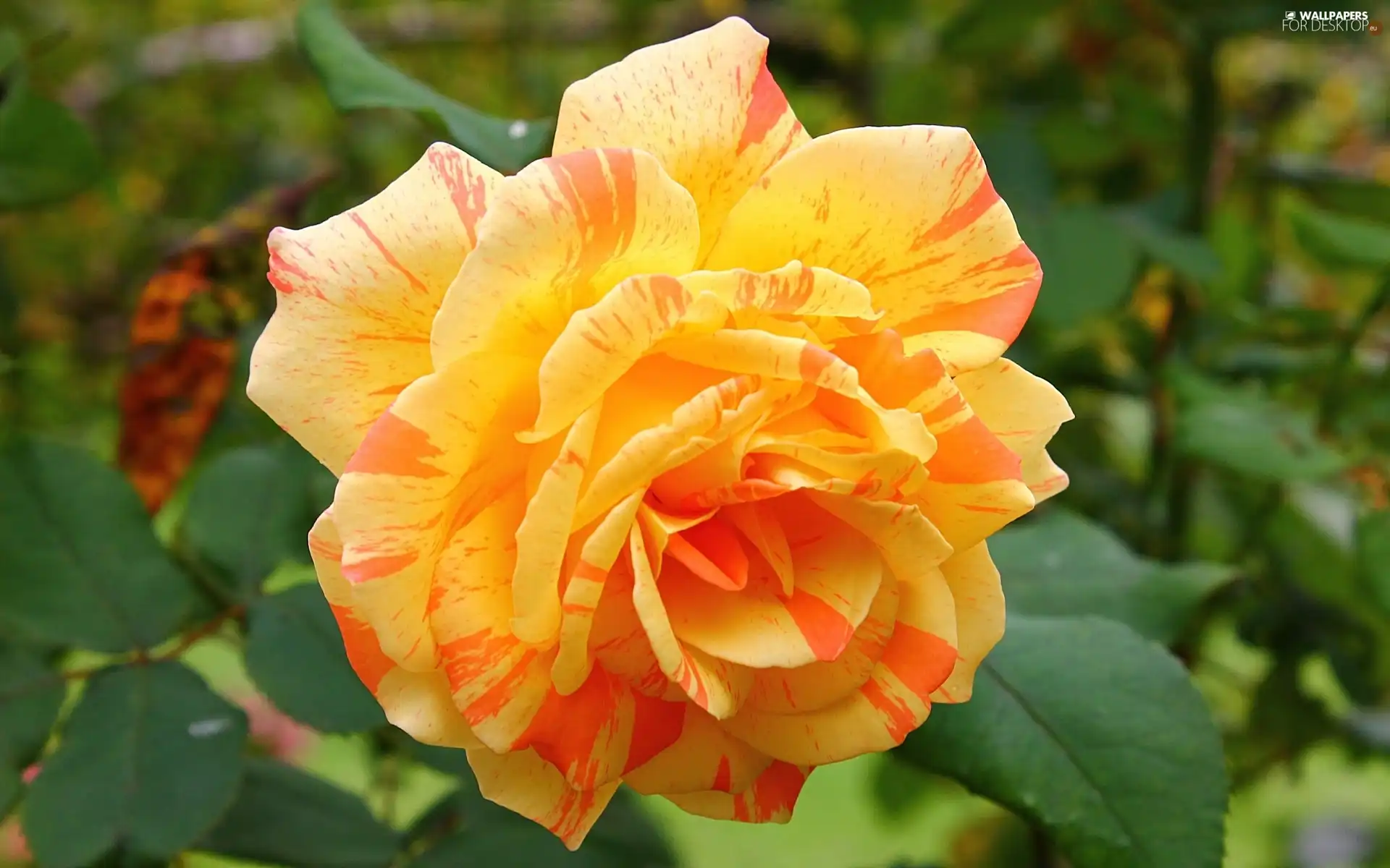 Orange, rose