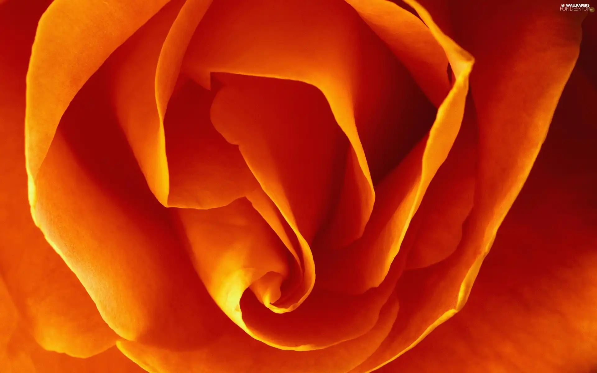 rose, Centre, orange