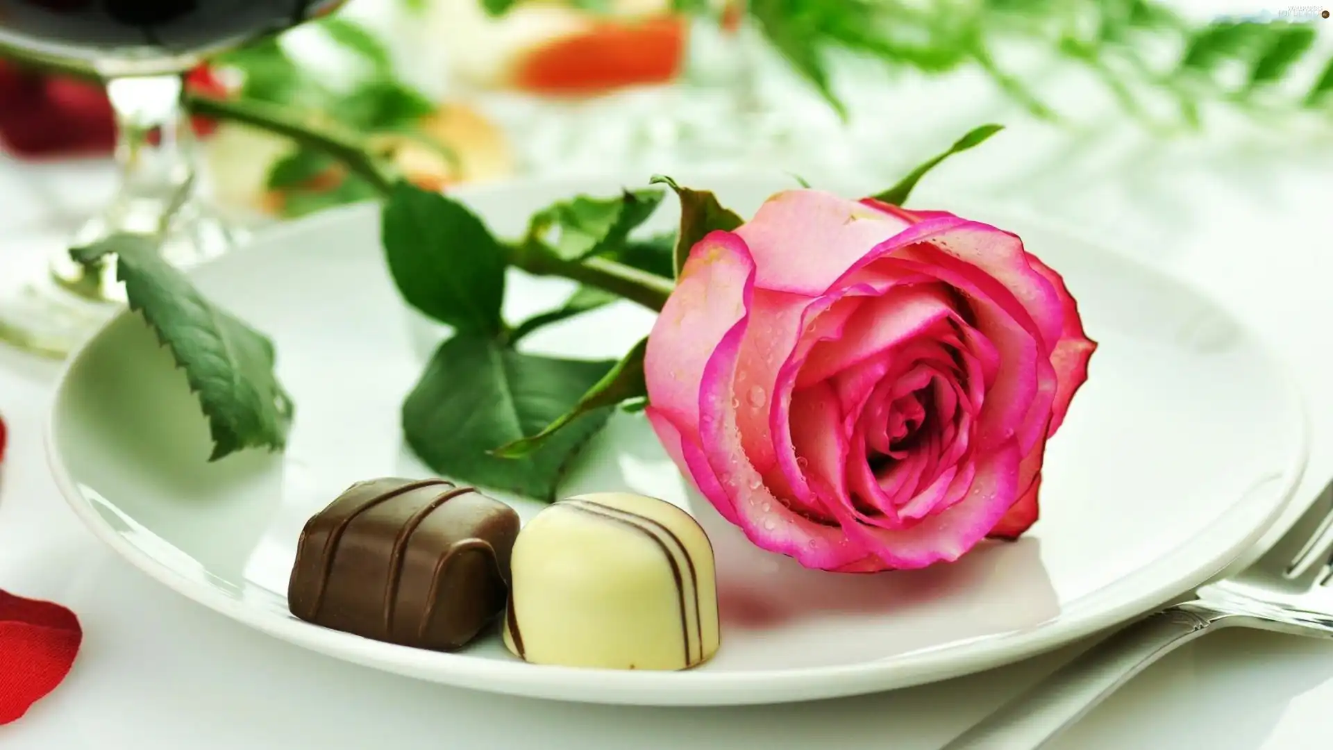 plate, Beauty, rose, Chocolates