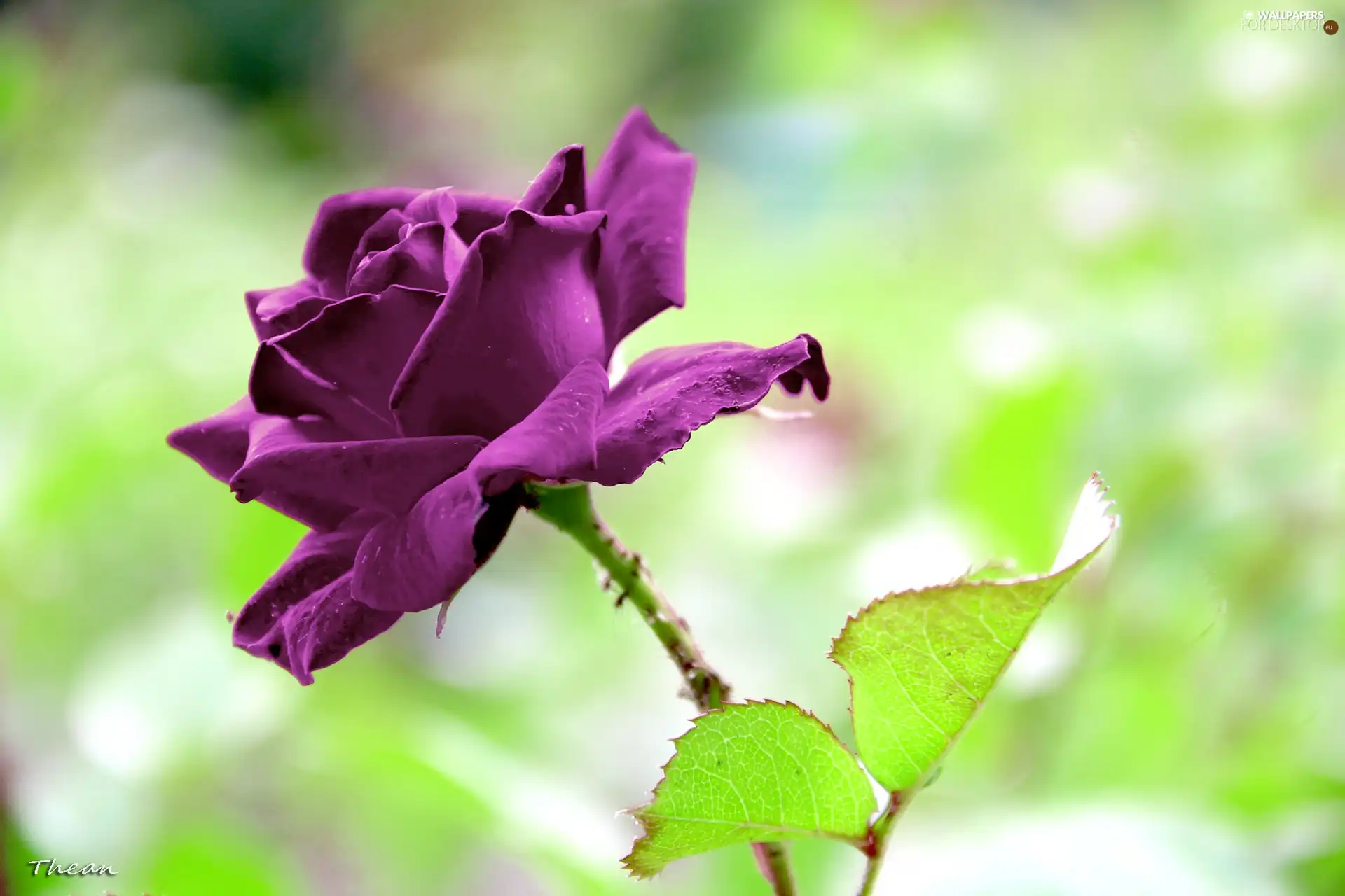 Purple, rose