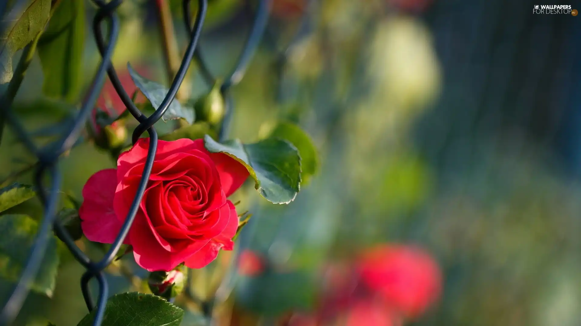 fence, red hot, rose