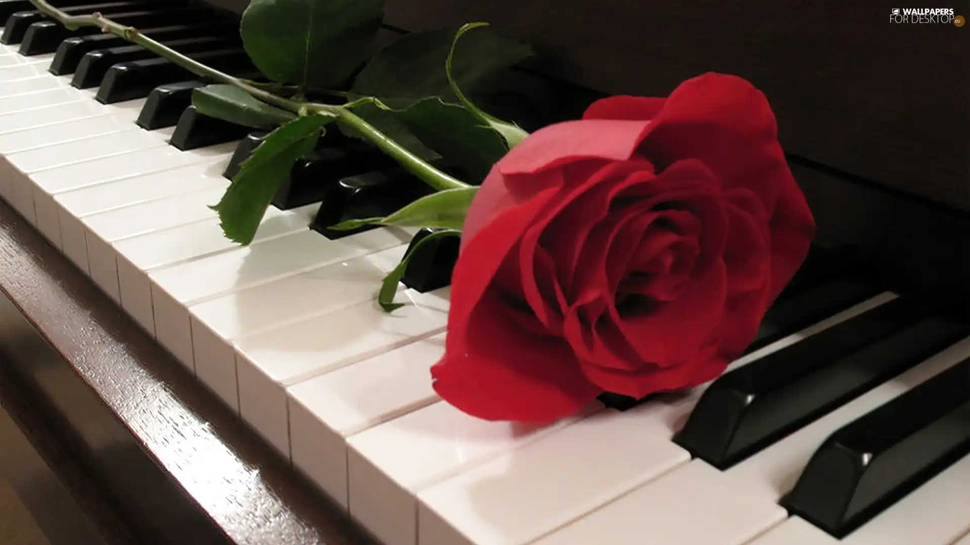 Piano, red hot, rose