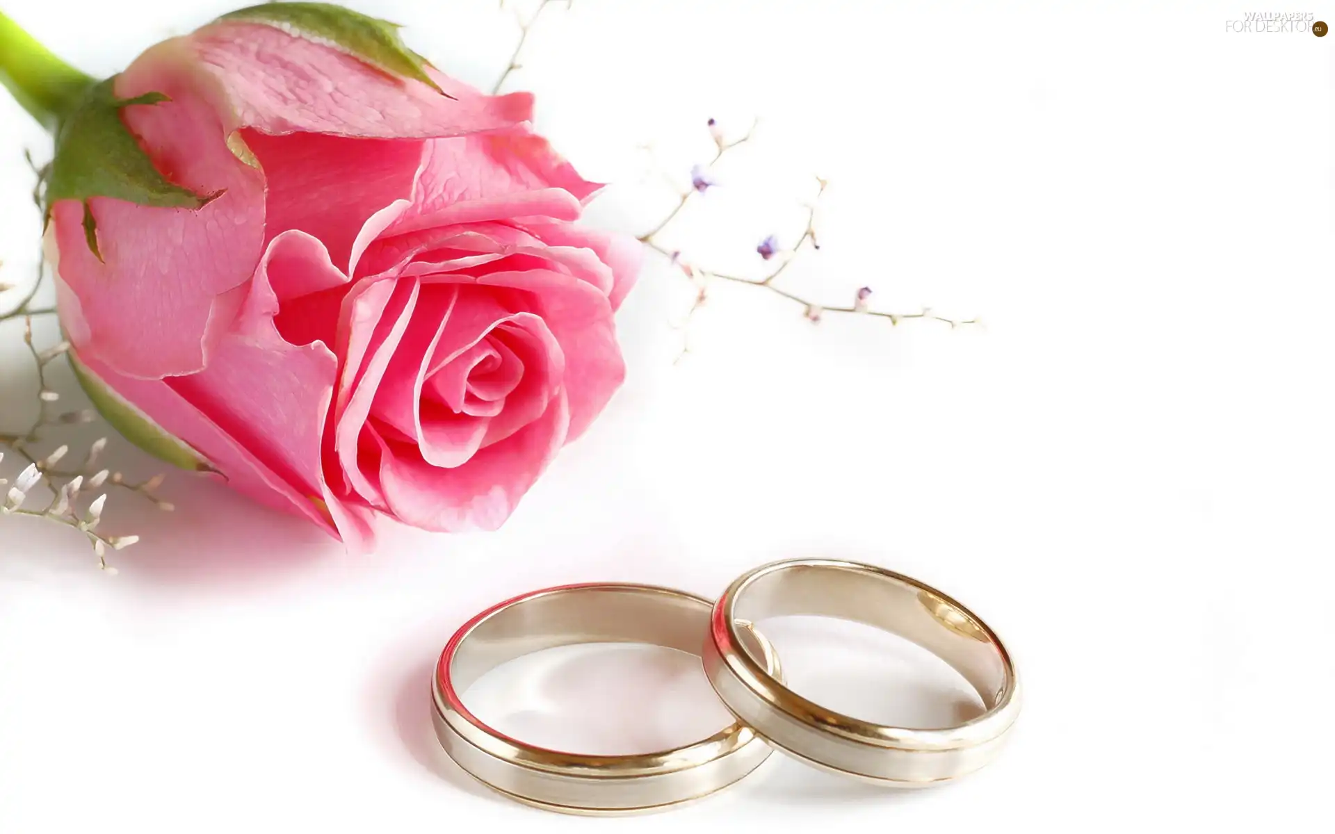 rose, wedding, rings