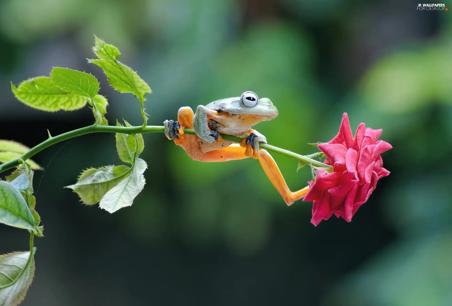 strange frog, twig, rose