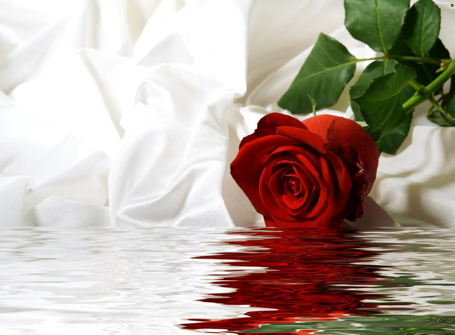 rose, water, textile