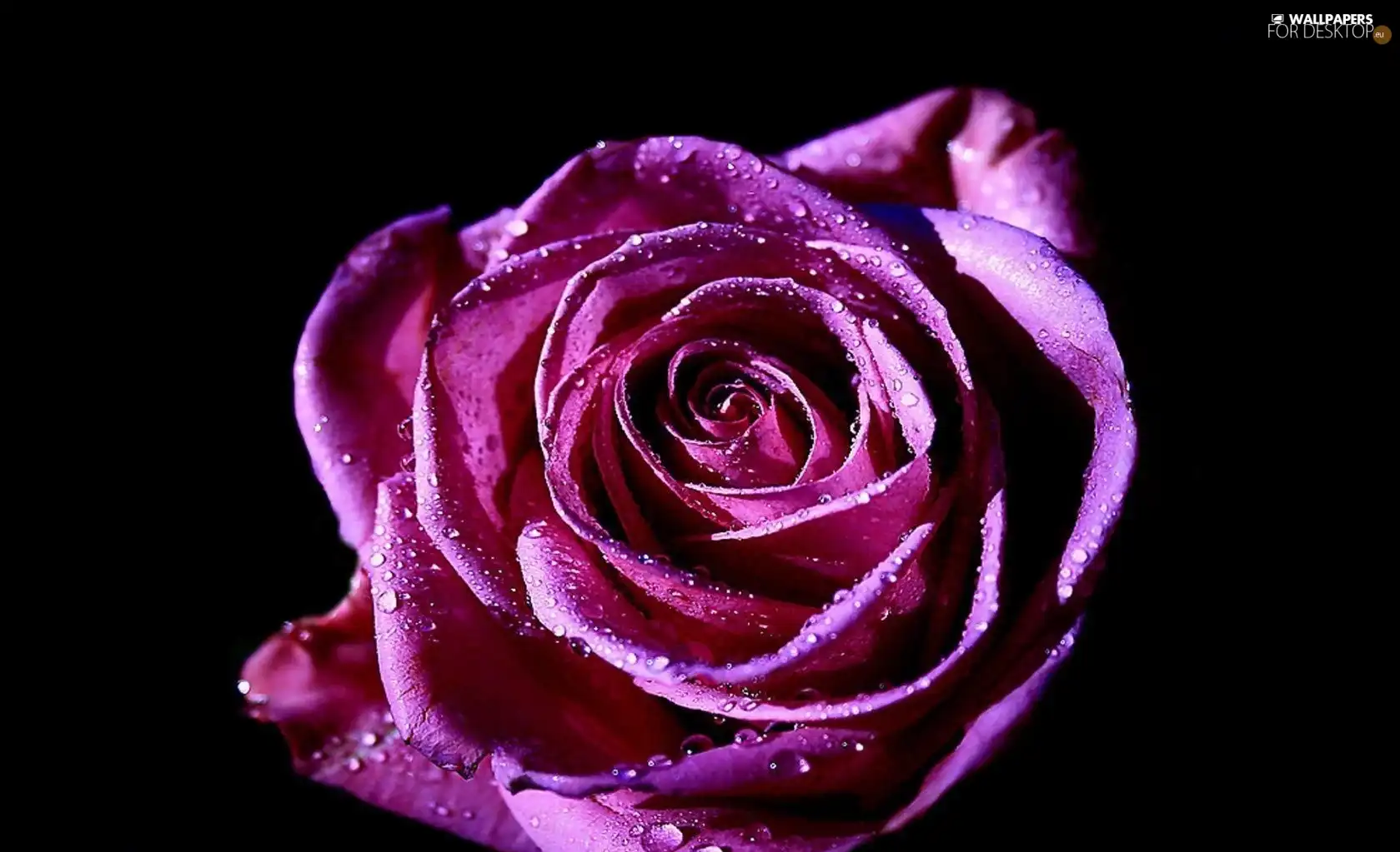 Violet, rose