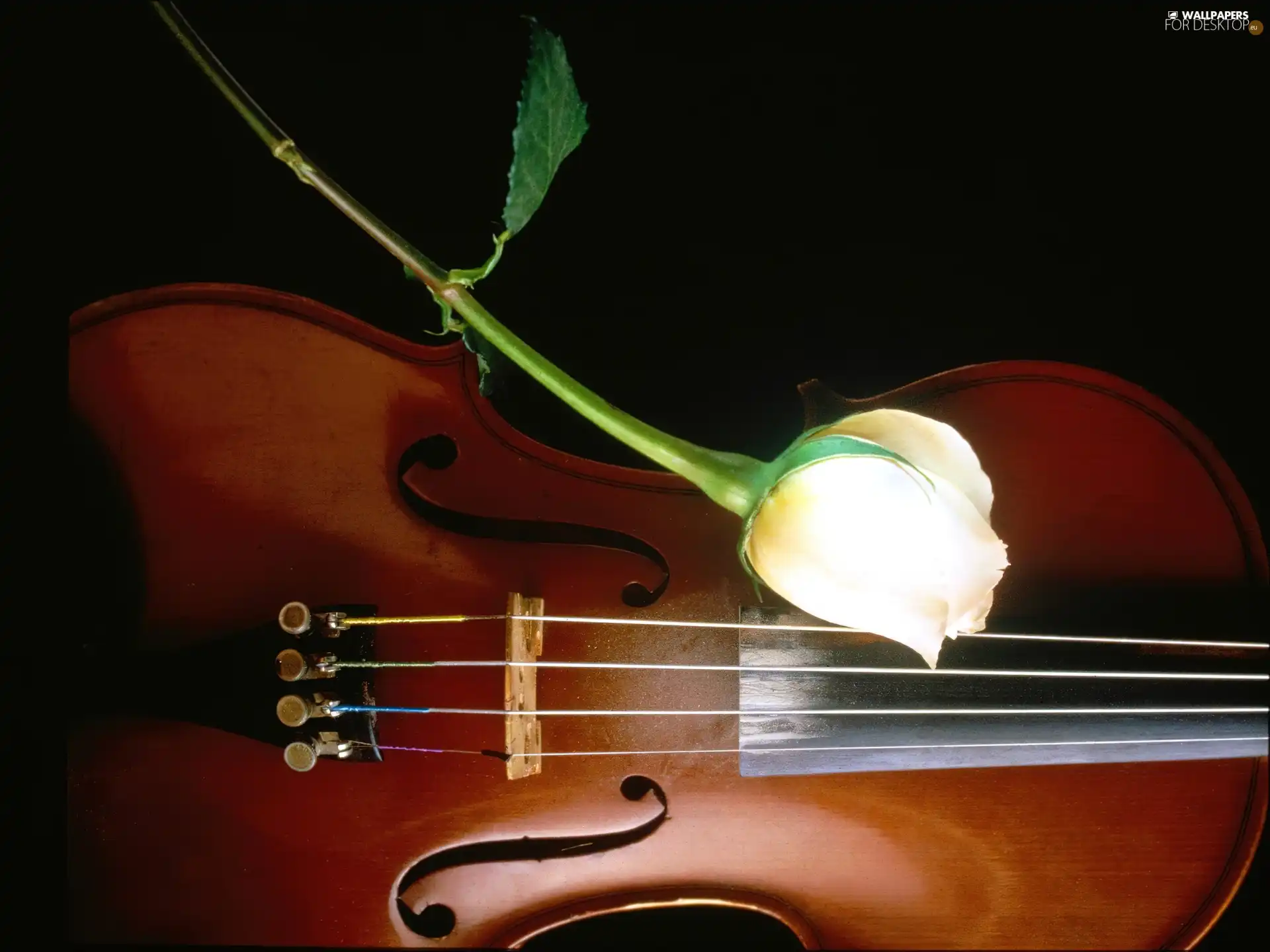 rose, violin, White